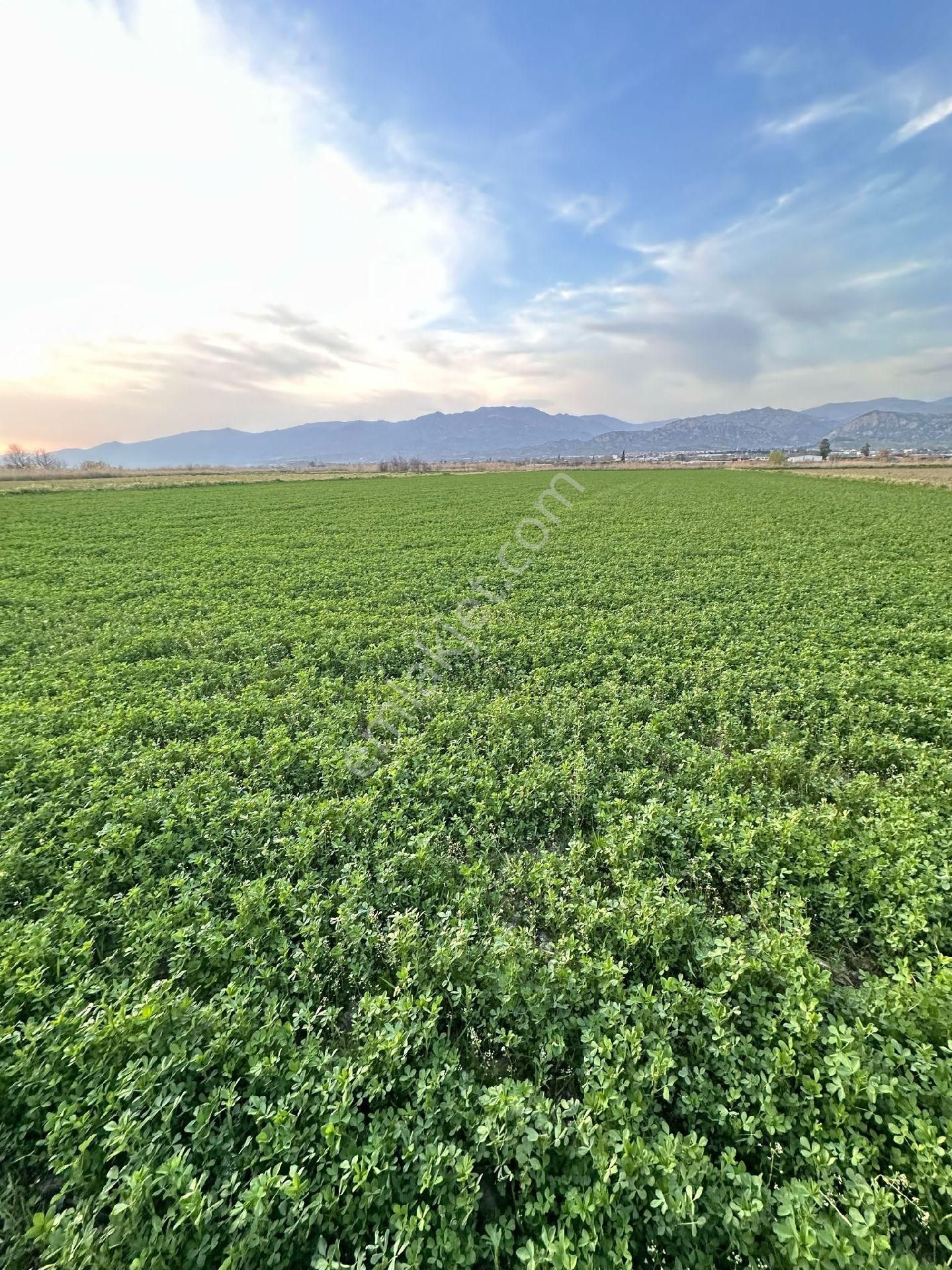 Atça Mahallesinde Yonca Tarlasi - Görsel 6