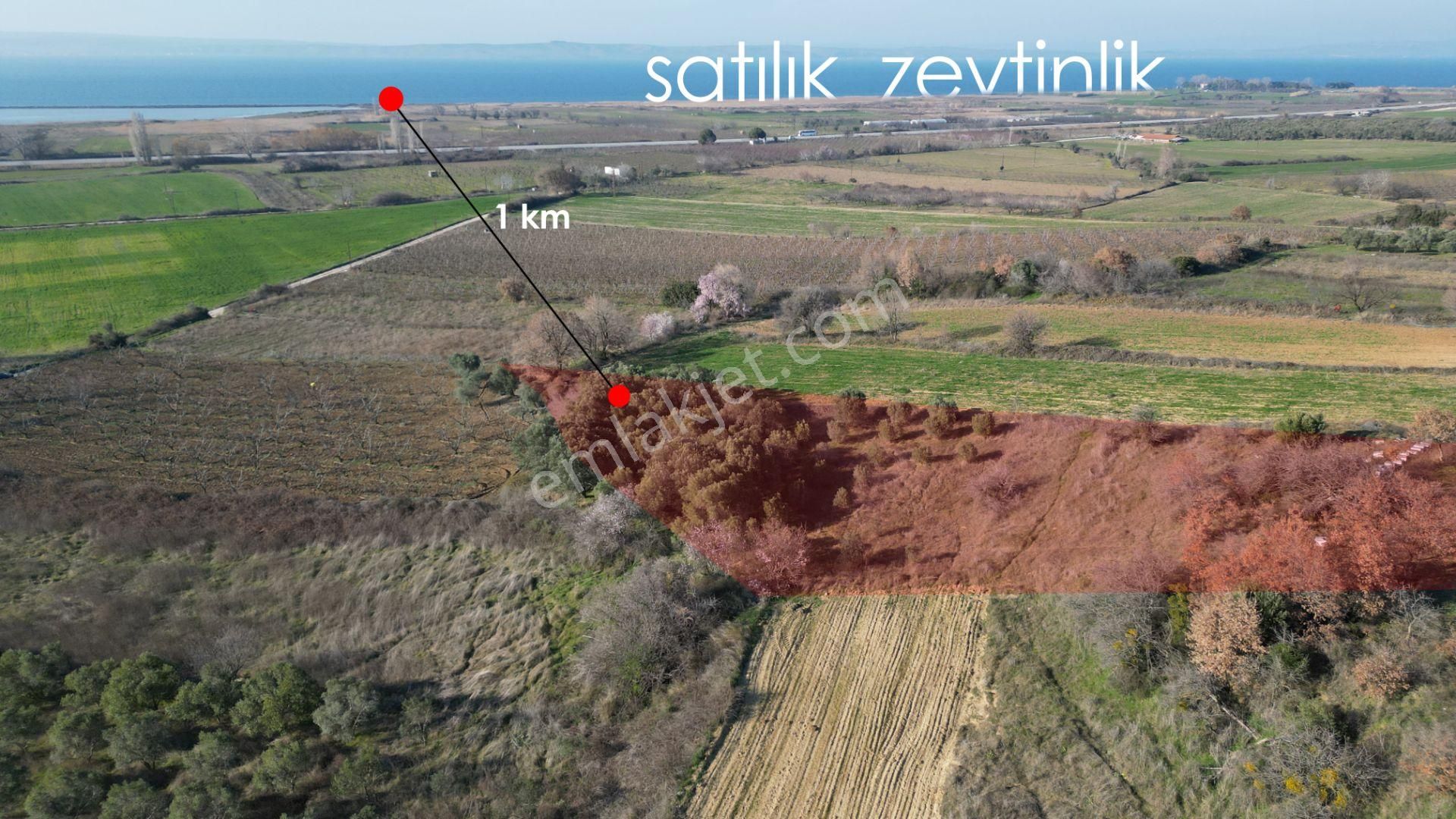 İmar Sınırına Yakın-deniz,boğaz Manzaralı 1559m2 Zeytinlik Tarla