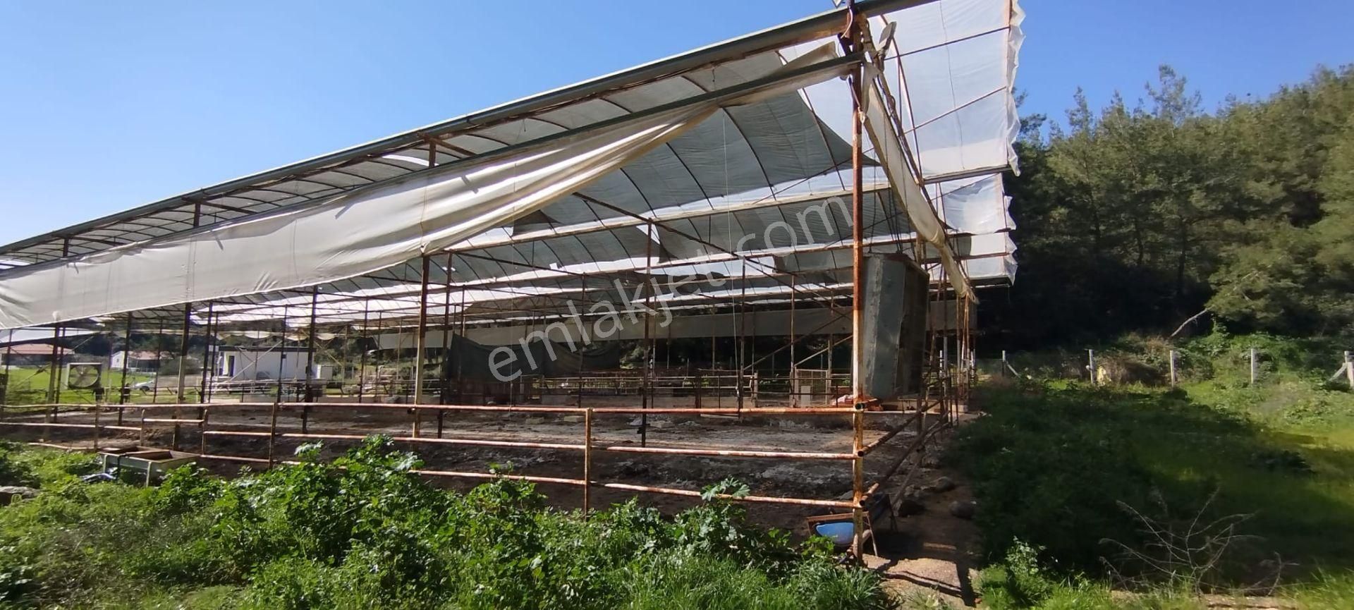 Menderes Çile Köyünde Herşeyi İle Hazır Kurulu Düzen Satılık Çiftlik - Görsel 13