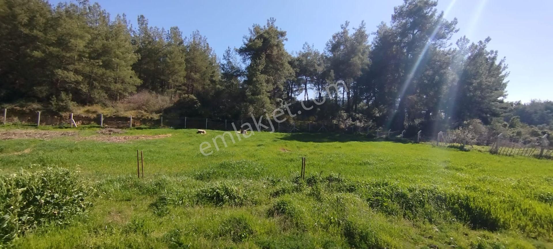 Menderes Çile Köyünde Herşeyi İle Hazır Kurulu Düzen Satılık Çiftlik - Görsel 2