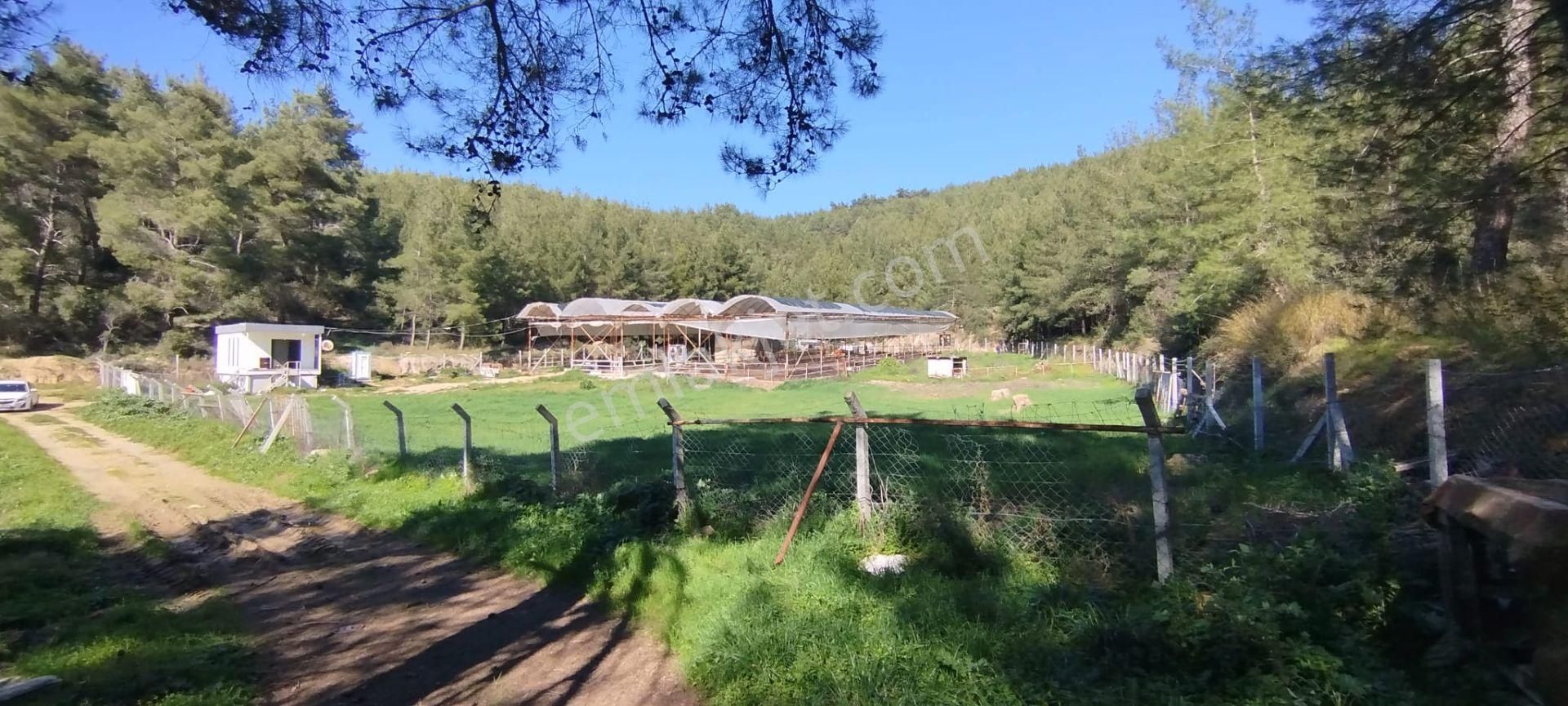 Menderes Çile Köyünde Emsali Az Olan Satılık Tarla - Görsel 16