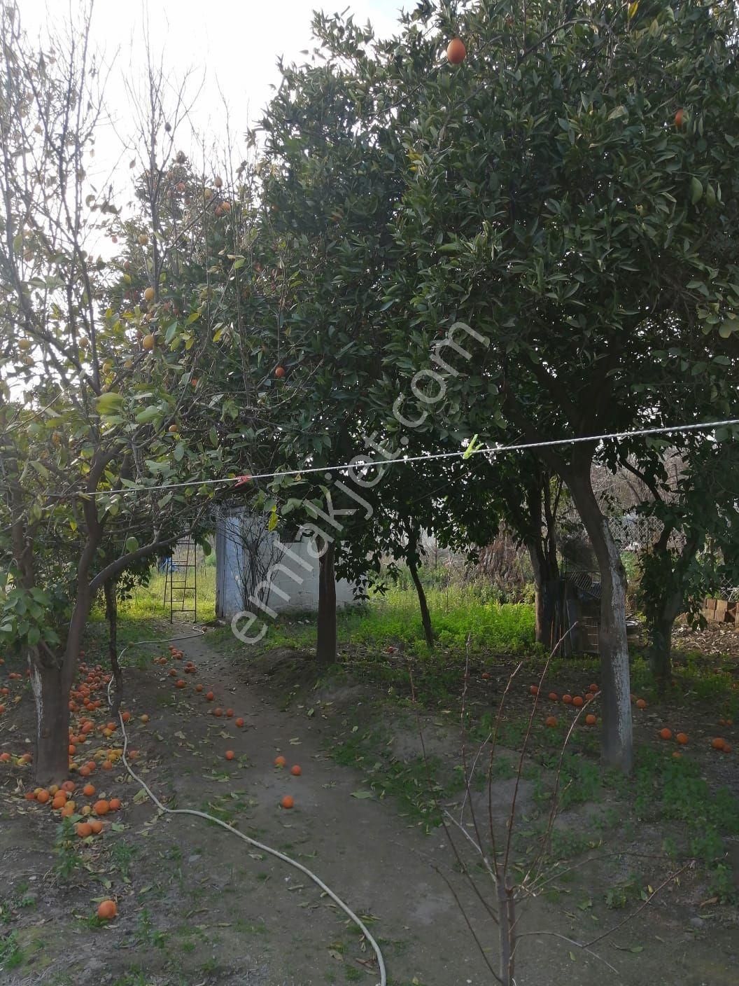 Efeler İmamköy Satılık Bağ & Bahçe Aydın Merkezinde Satılık Müstakil Bahçe