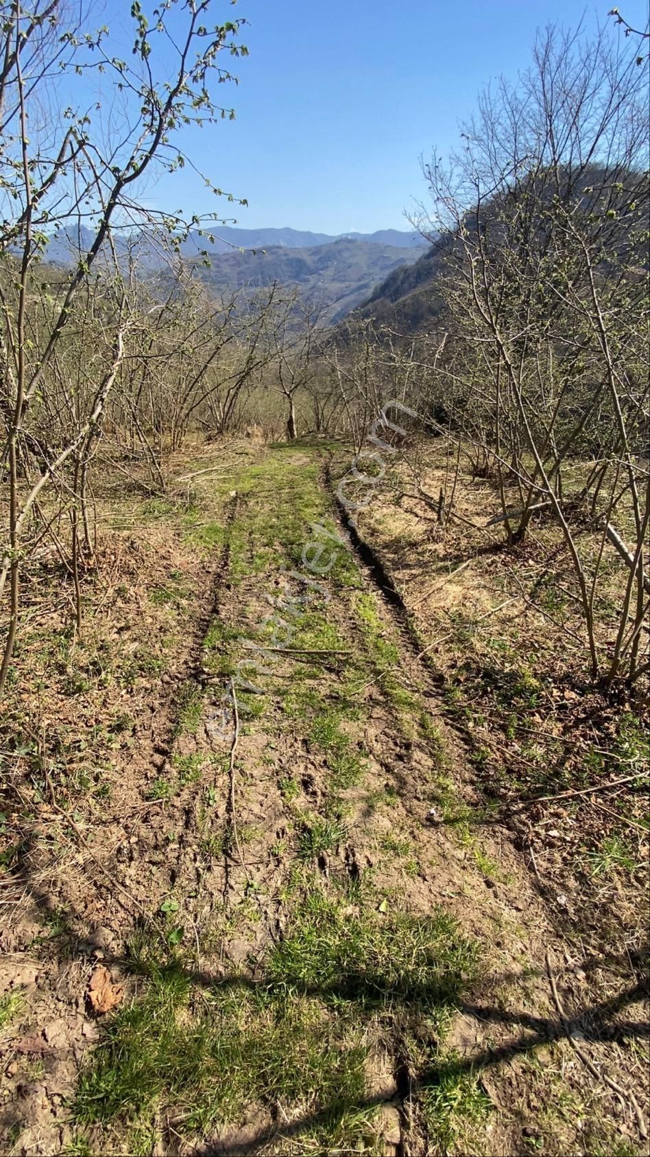 Safir Emlak'tan Alembey'de 11.365m2 Satılık Fındık Bahçesi - Görsel 17