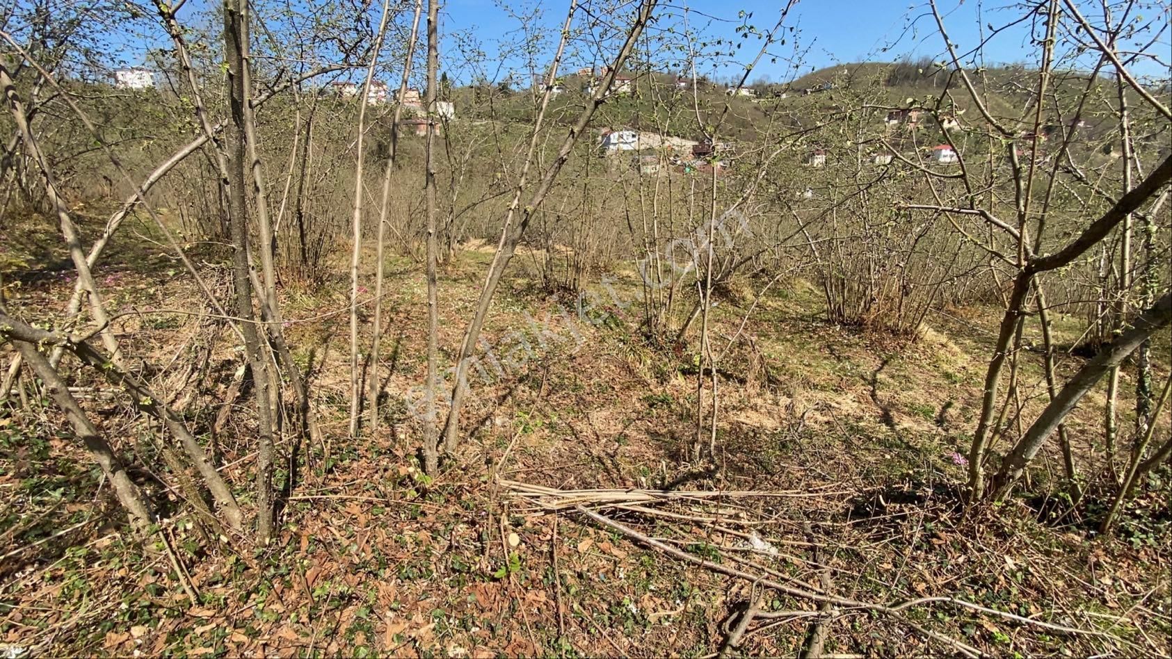 Safir Emlak'tan Alembey'de 11.365m2 Satılık Fındık Bahçesi - Görsel 20