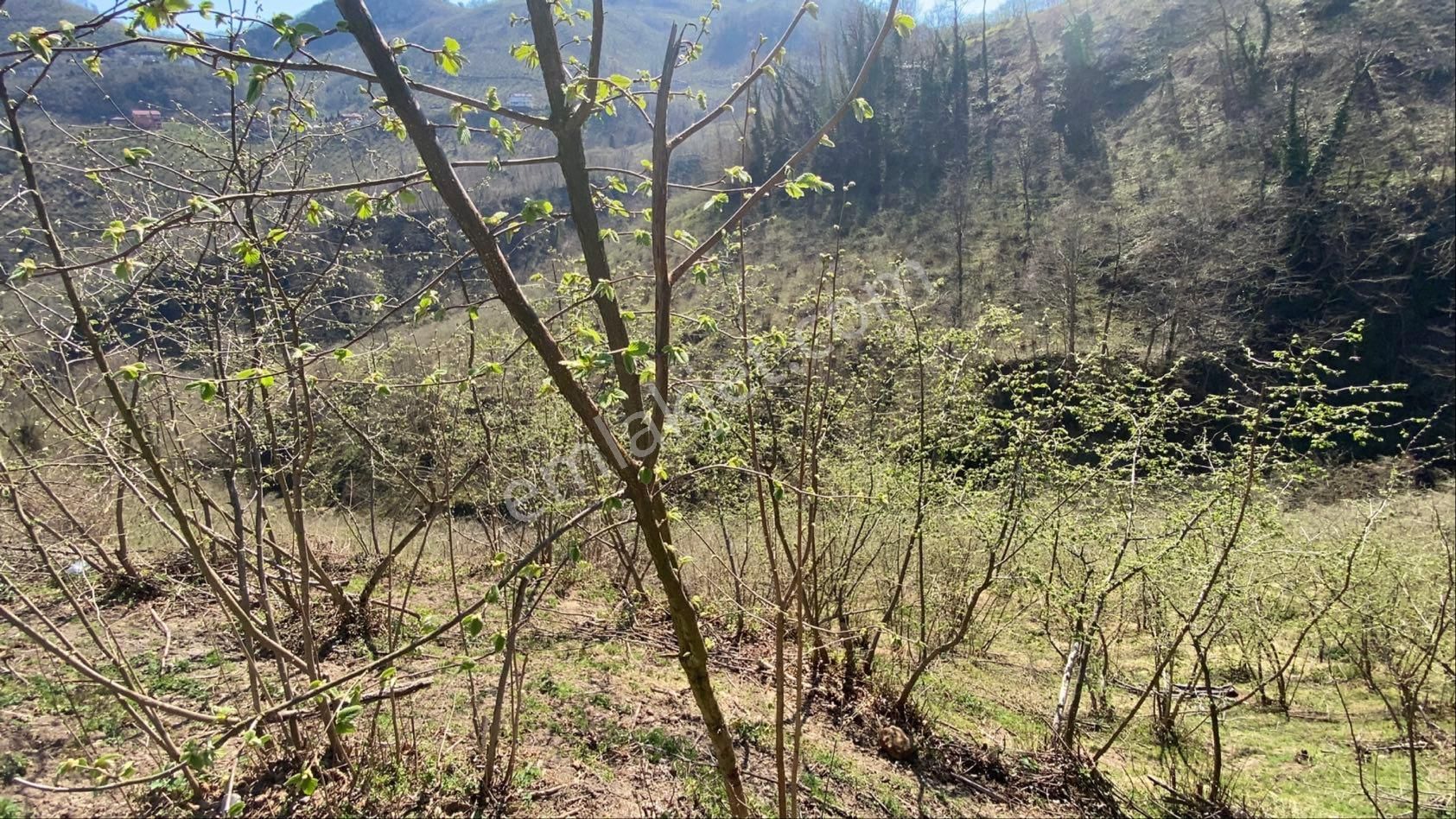Safir Emlak'tan Alembey'de 11.365m2 Satılık Fındık Bahçesi - Görsel 29