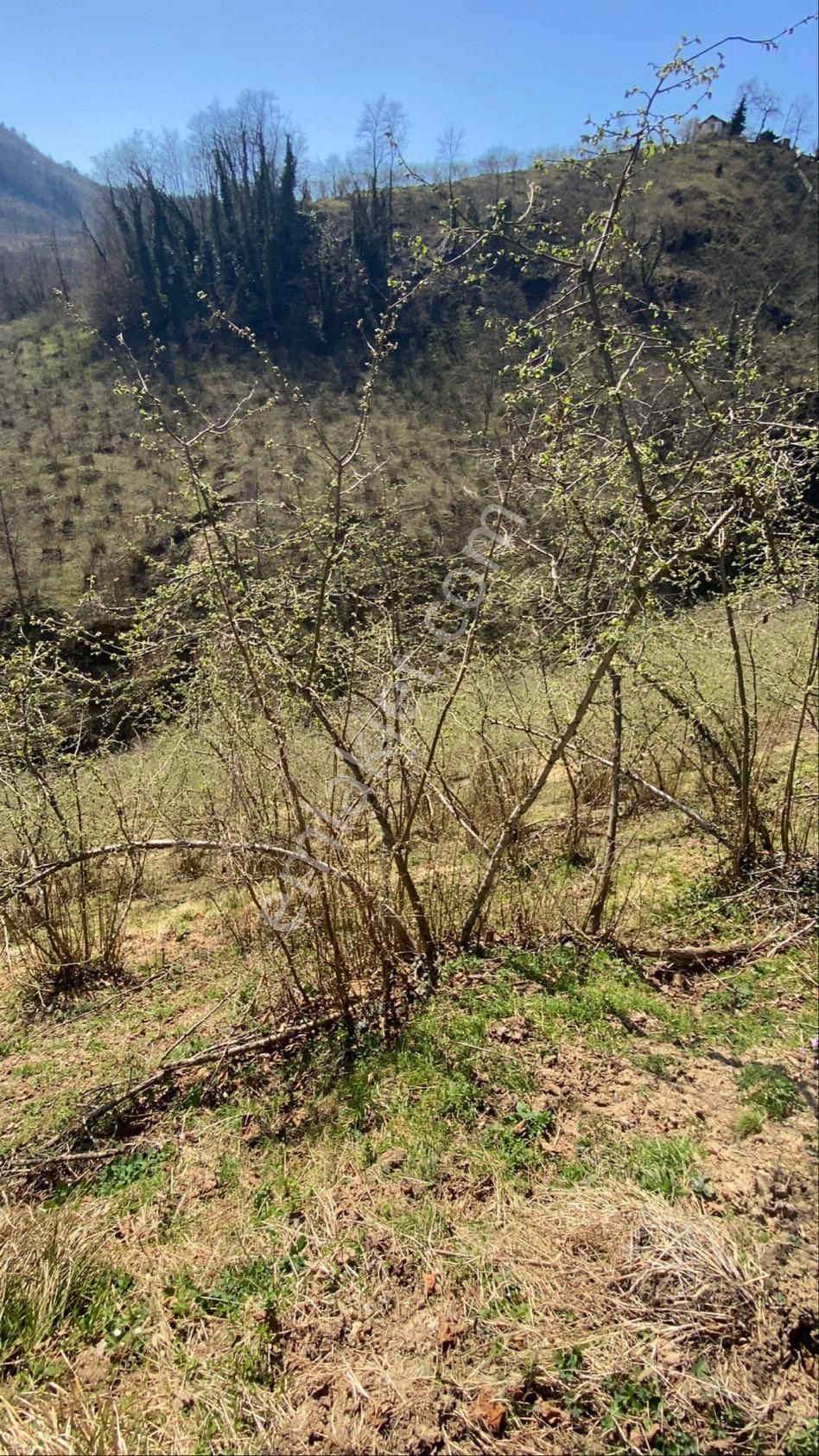 Safir Emlak'tan Alembey'de 11.365m2 Satılık Fındık Bahçesi - Görsel 32