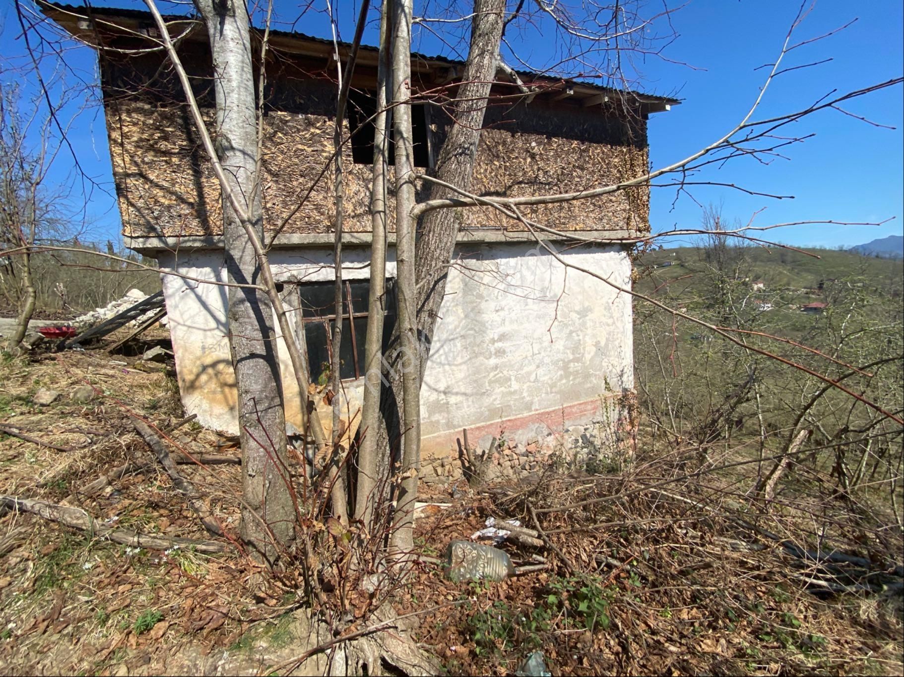 Safir Emlak'tan Alembey'de 11.365m2 Satılık Fındık Bahçesi - Görsel 10