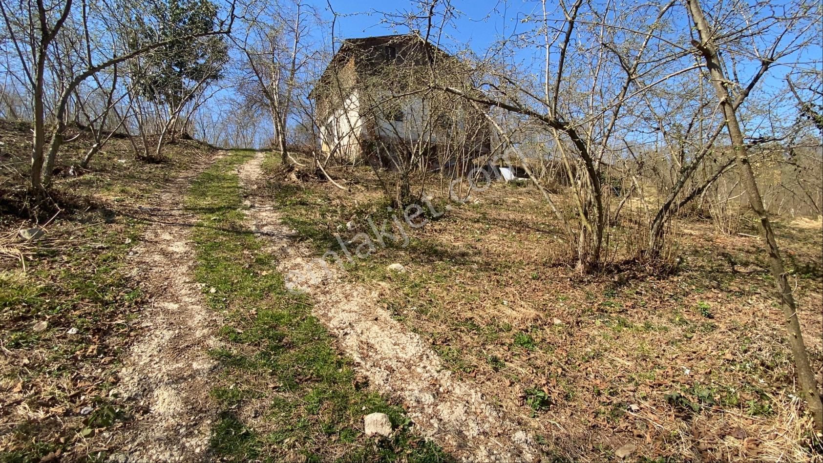 Safir Emlak'tan Alembey'de 11.365m2 Satılık Fındık Bahçesi - Görsel 26