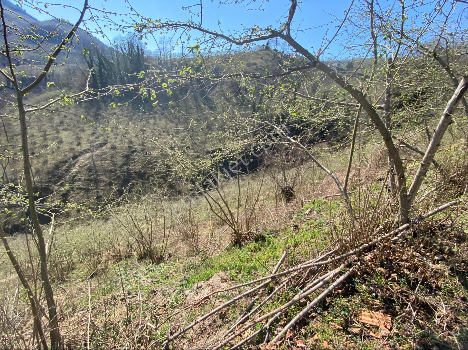 Safir Emlak'tan Alembey'de 11.365m2 Satılık Fındık Bahçesi - Görsel 34