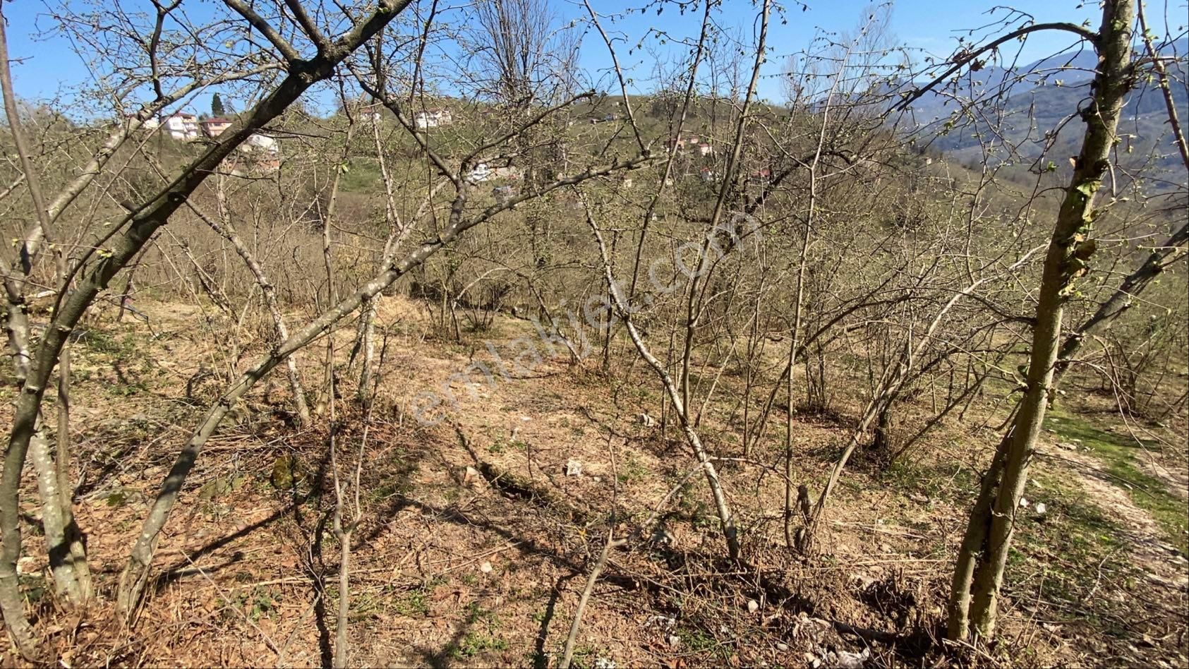 Safir Emlak'tan Alembey'de 11.365m2 Satılık Fındık Bahçesi - Görsel 12