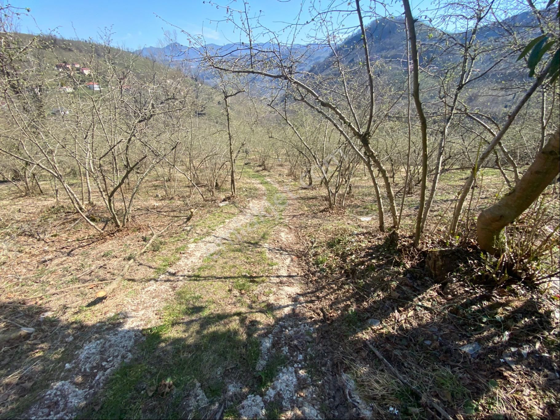 Safir Emlak'tan Alembey'de 11.365m2 Satılık Fındık Bahçesi - Görsel 11