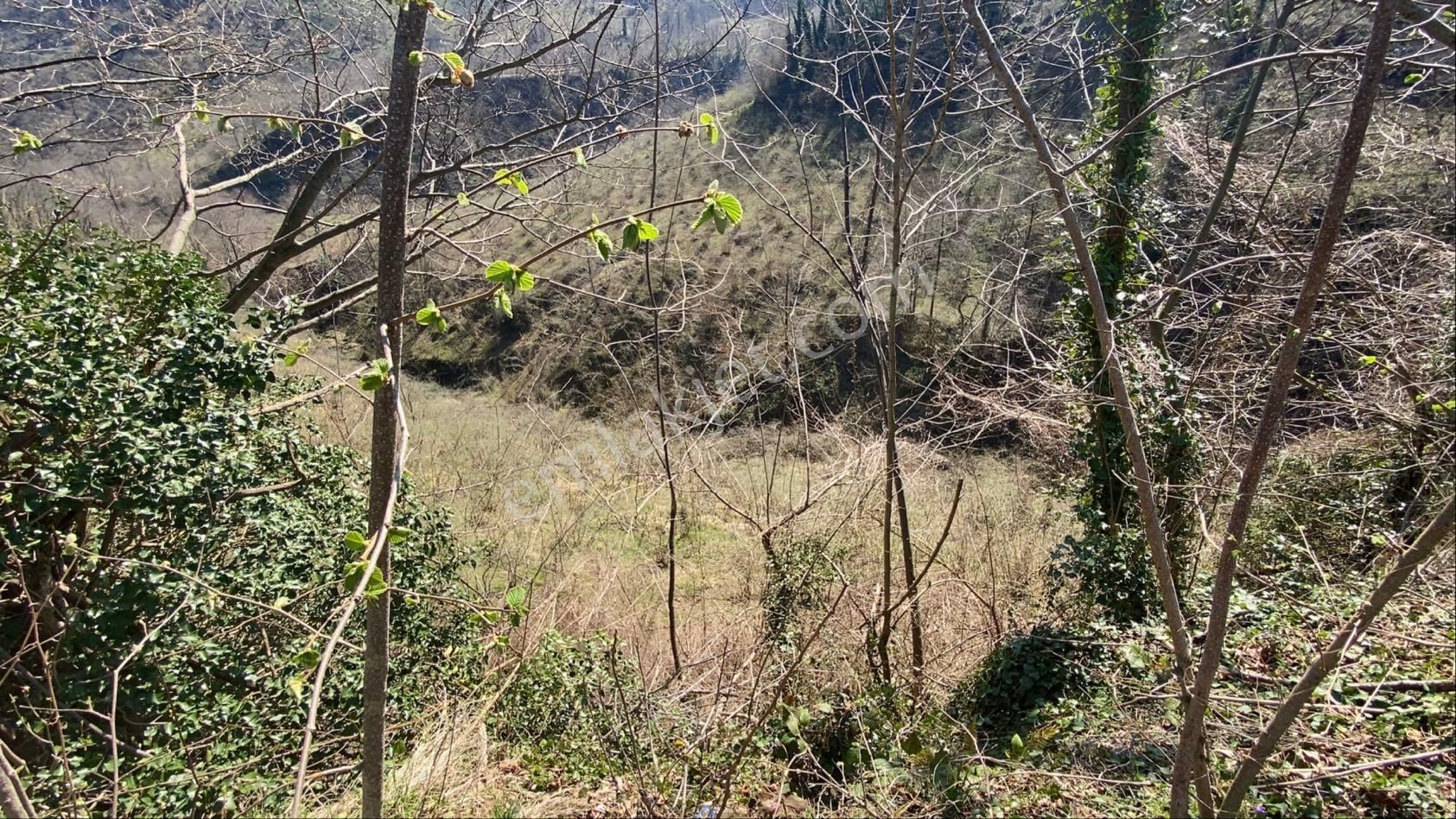 Safir Emlak'tan Alembey'de 11.365m2 Satılık Fındık Bahçesi - Görsel 18