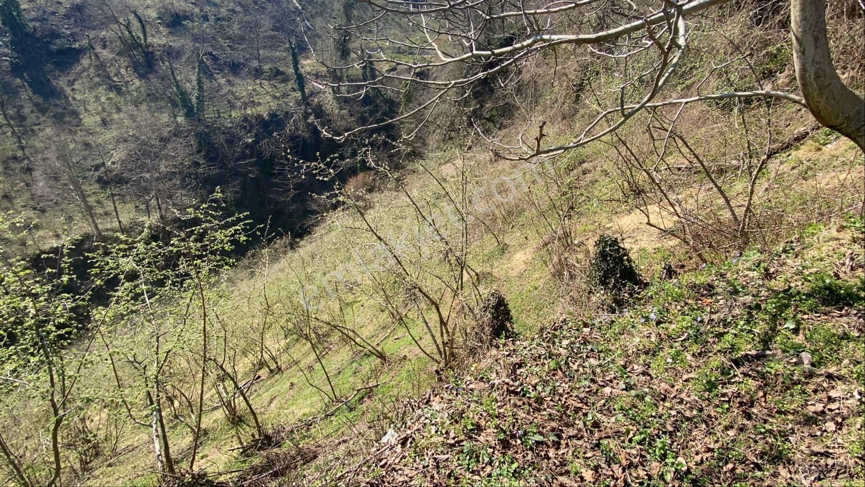 Safir Emlak'tan Alembey'de 11.365m2 Satılık Fındık Bahçesi - Görsel 28