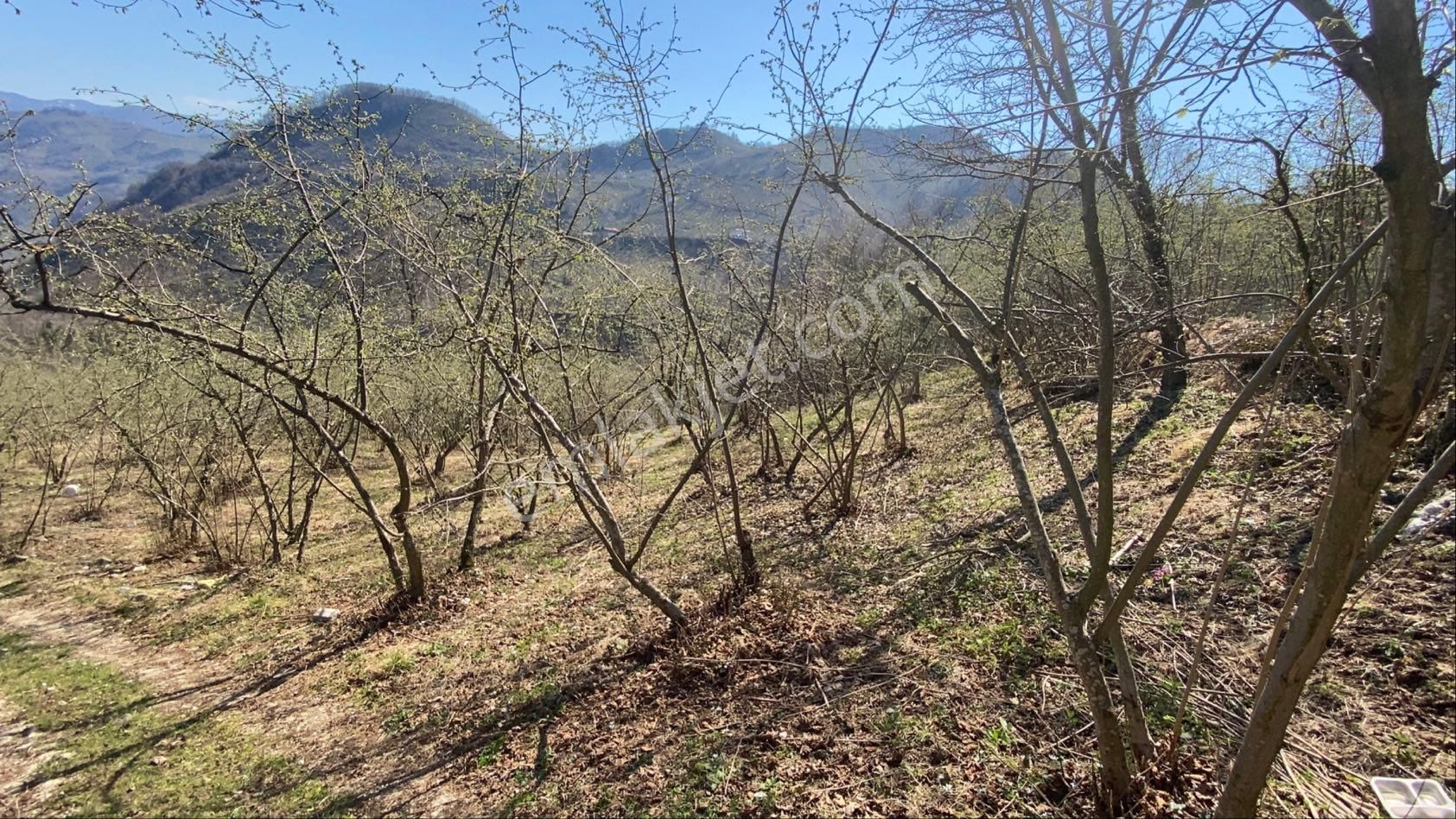 Safir Emlak'tan Alembey'de 11.365m2 Satılık Fındık Bahçesi - Görsel 13