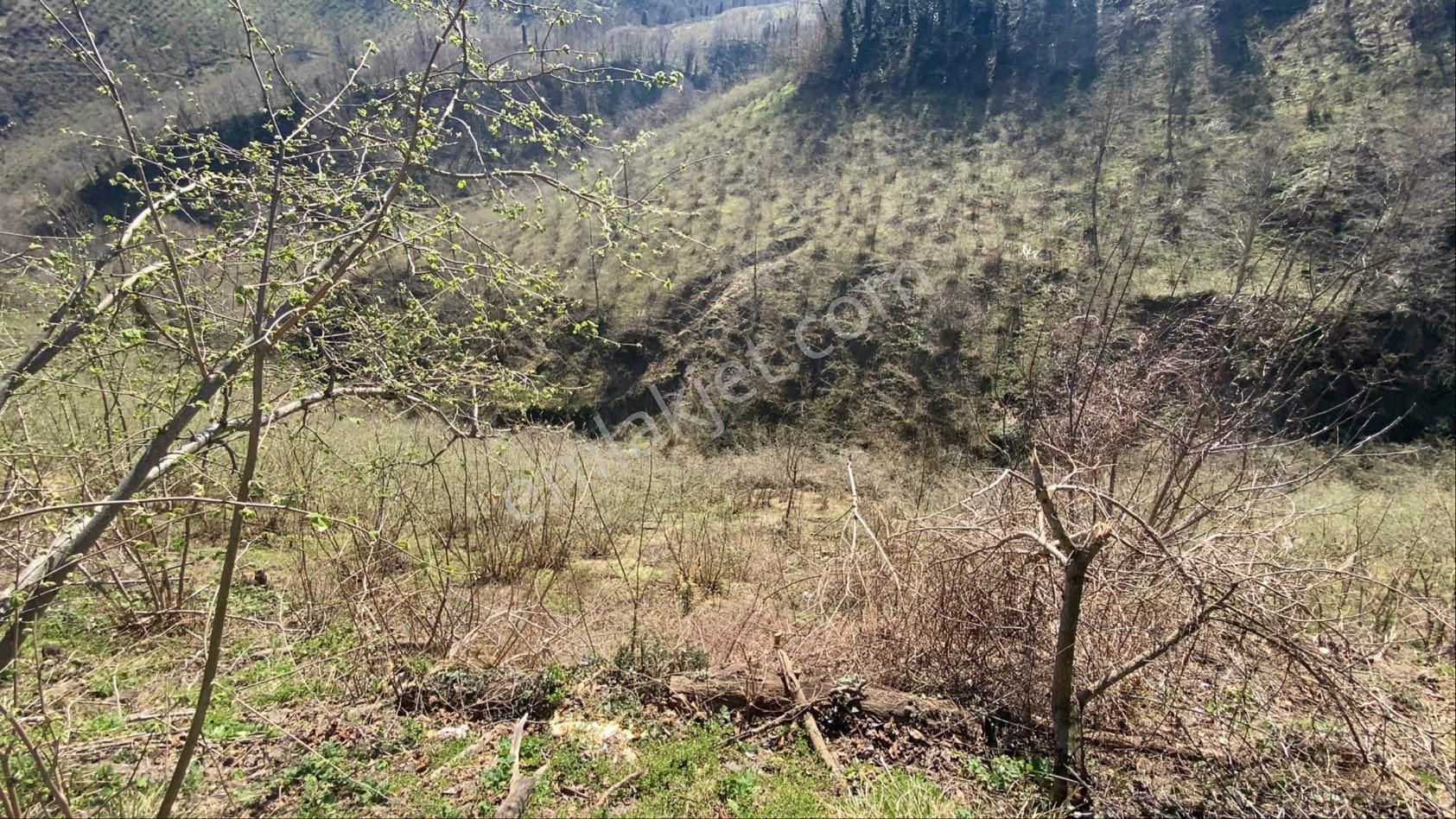Safir Emlak'tan Alembey'de 11.365m2 Satılık Fındık Bahçesi - Görsel 30