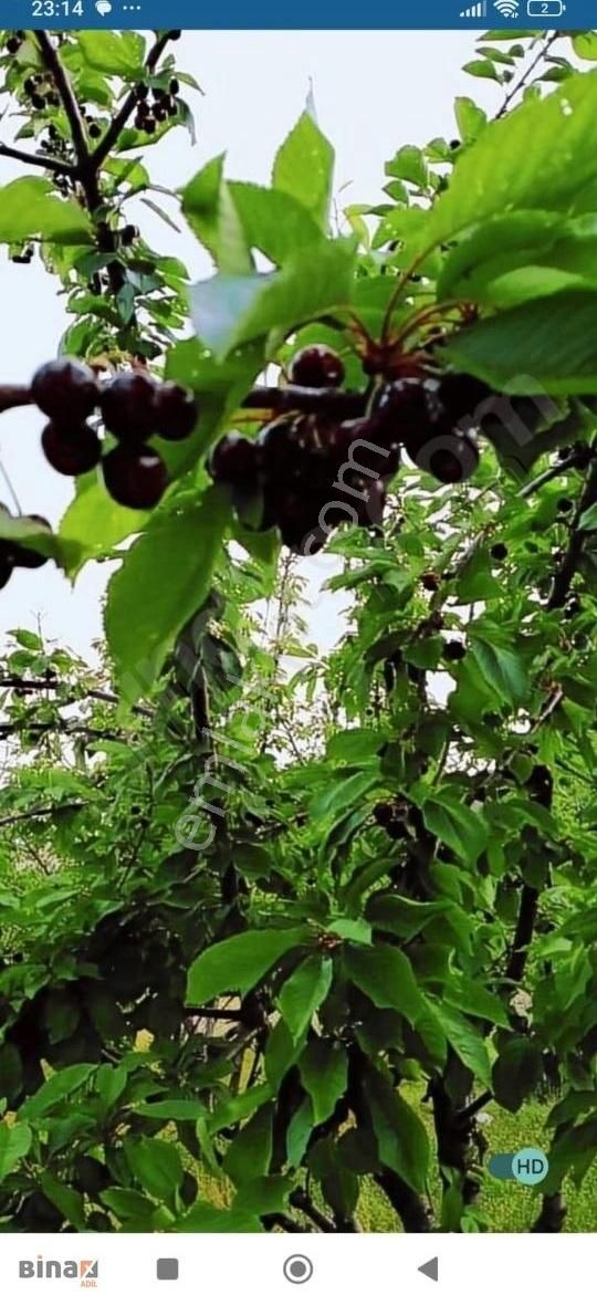 Soma Büyük Güney Satılık Bağ & Bahçe Soma Göktaş Mah.satılık Kirazlık