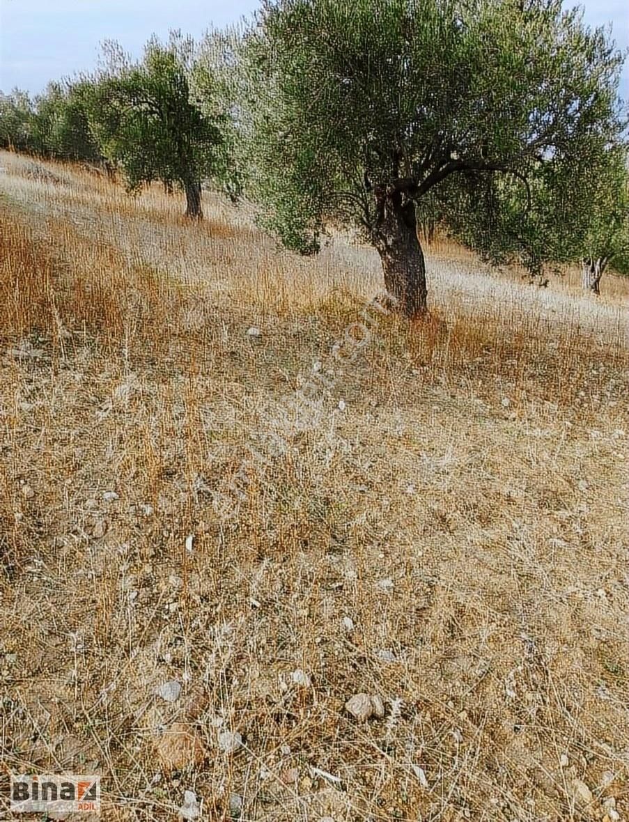 Bergama Egrigöl Köyünde Satılık Zeytinlik
