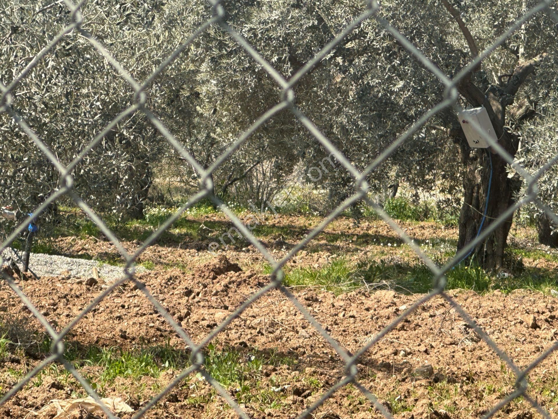Aydın Köşkte 14.200 M2 Satılık İncirlik - Görsel 25