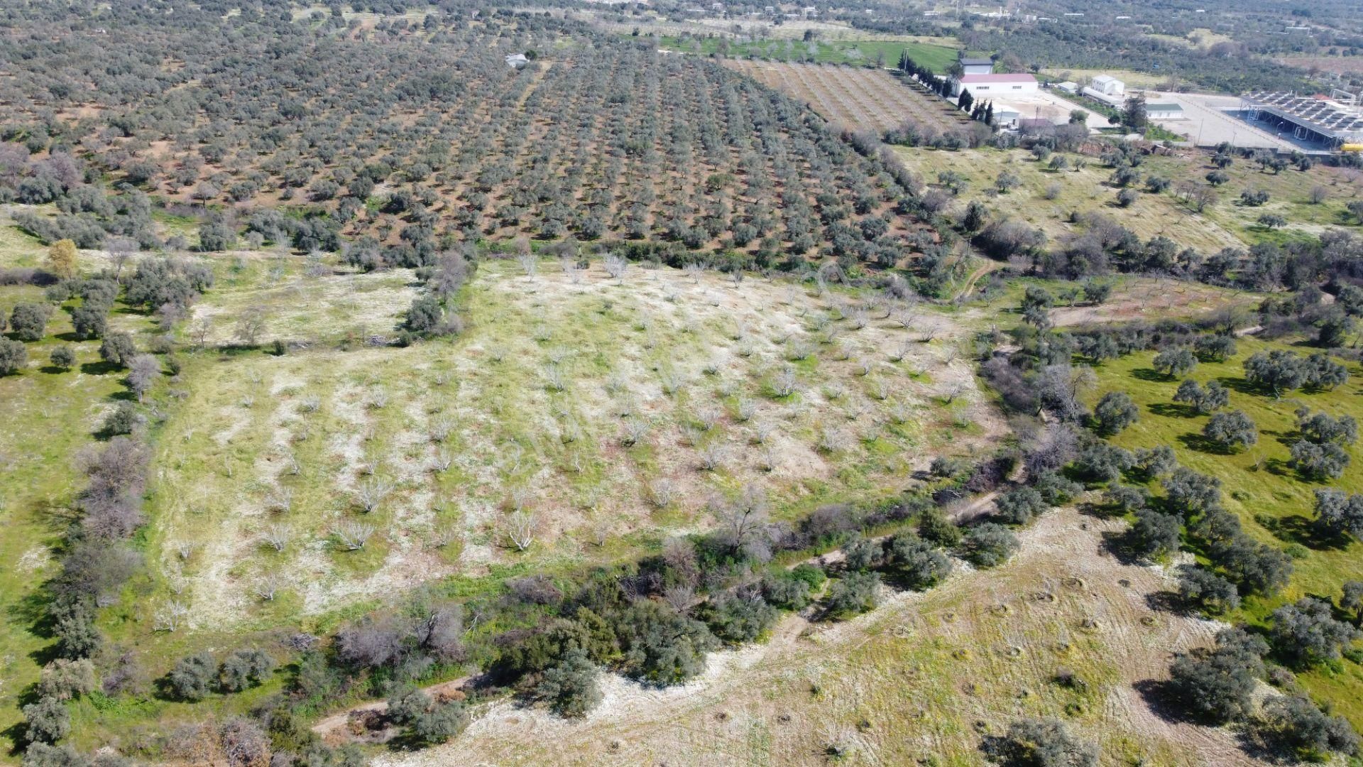 Aydın Köşkte 14.200 M2 Satılık İncirlik - Görsel 6