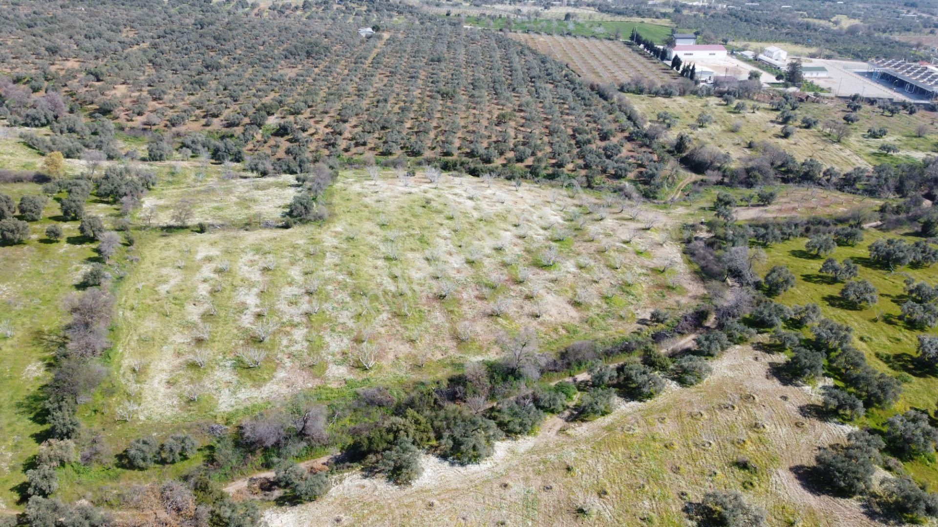 Aydın Köşkte 14.200 M2 Satılık İncirlik - Görsel 5