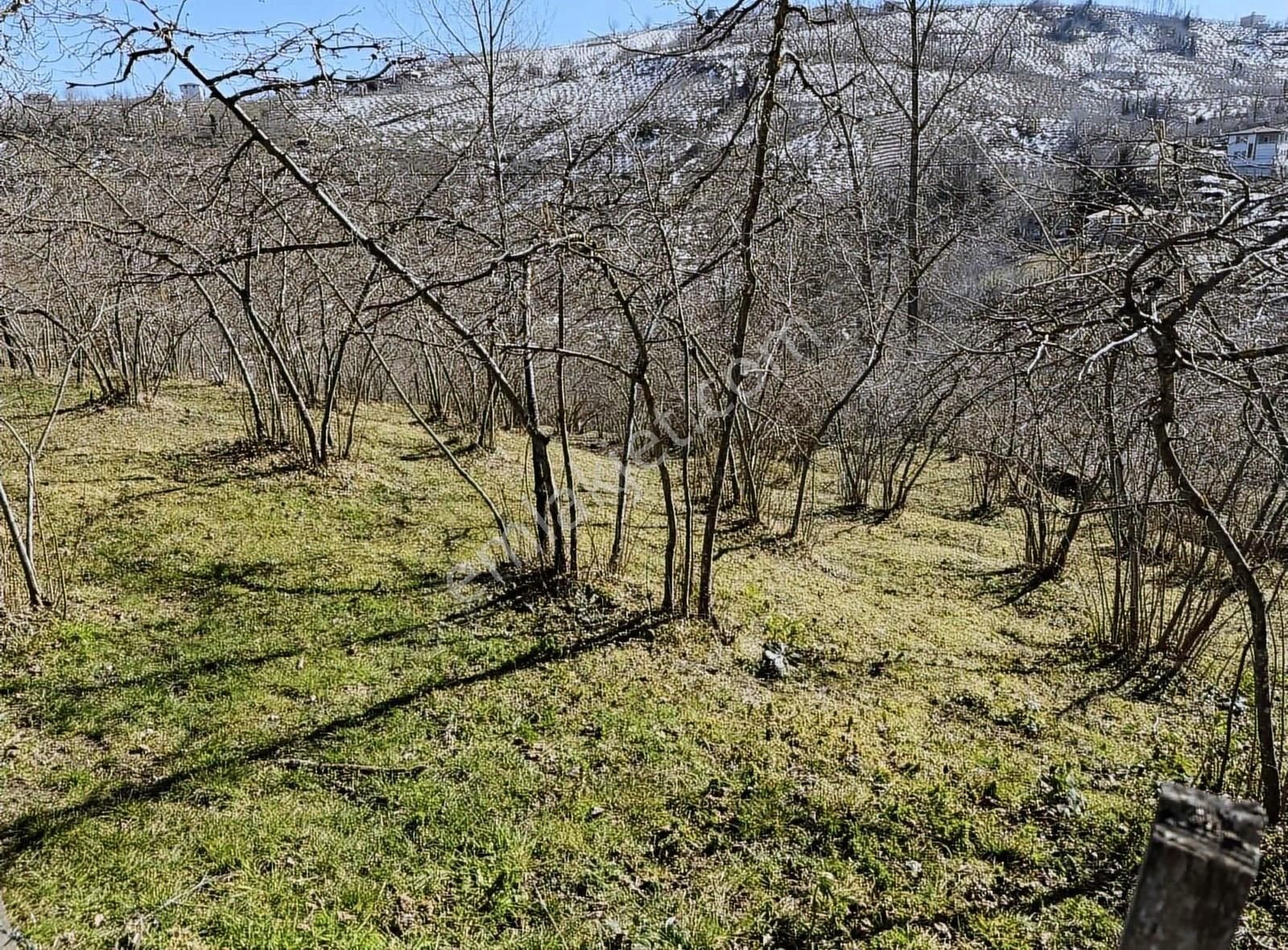 Perşembe Beyli Satılık Bağ & Bahçe Ordu/perşembe Beylide 850 M2 Deniz Manzaralı Bahçe