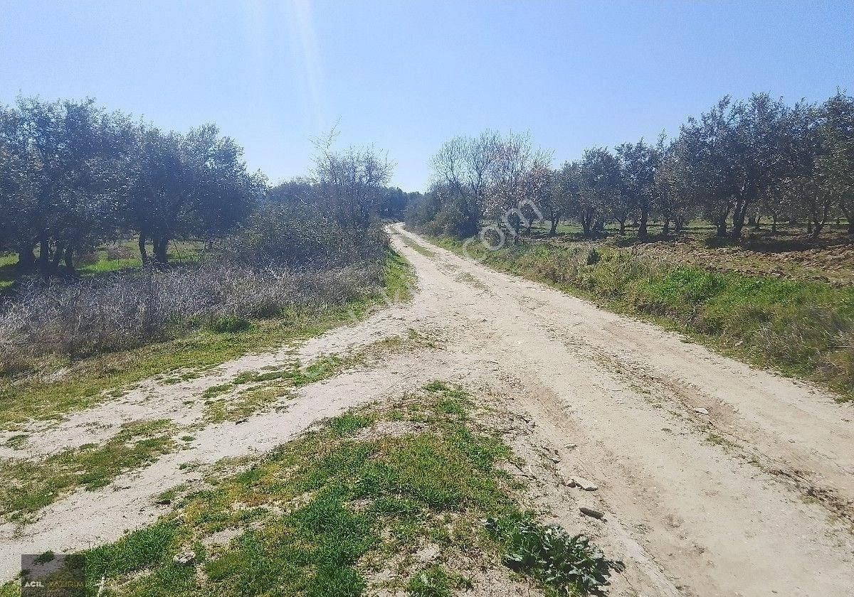 Manisa Saruhanlı Hacı Musa Köyünde Satılık Zeytinlik 2800 M2 İçinde Yetişkin Uslu Ağaçları Vardır - Görsel 4
