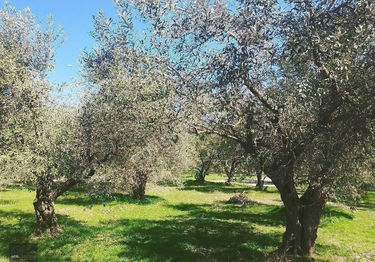 Manisa Saruhanlı Hacı Musa Köyünde Satılık Zeytinlik 2800 M2 İçinde Yetişkin Uslu Ağaçları Vardır - Görsel 8