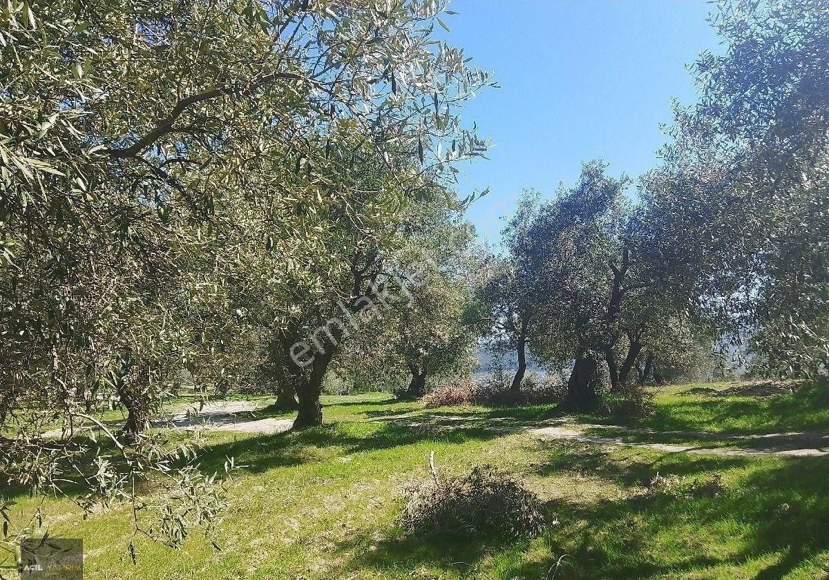 Manisa Saruhanlı Hacı Musa Köyünde Satılık Zeytinlik 2800 M2 İçinde Yetişkin Uslu Ağaçları Vardır - Görsel 21