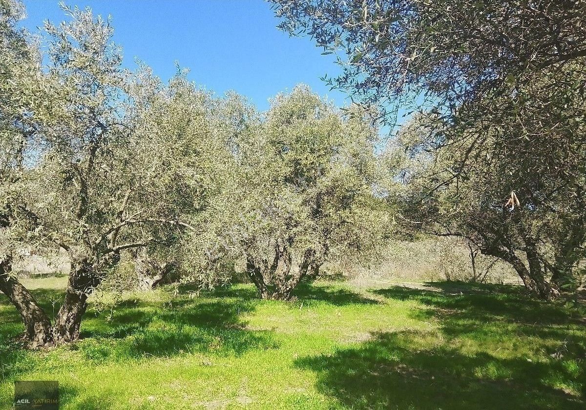 Manisa Saruhanlı Hacı Musa Köyünde Satılık Zeytinlik 2800 M2 İçinde Yetişkin Uslu Ağaçları Vardır - Görsel 13