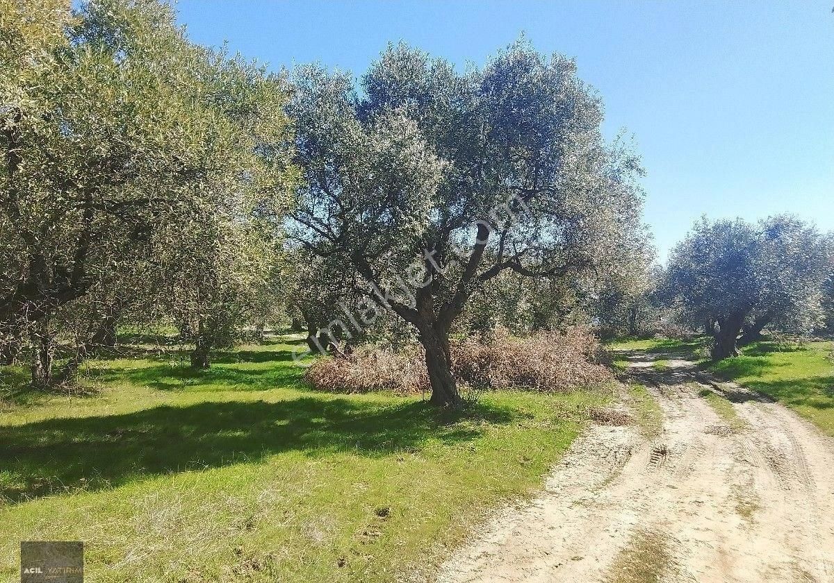 Manisa Saruhanlı Hacı Musa Köyünde Satılık Zeytinlik 2800 M2 İçinde Yetişkin Uslu Ağaçları Vardır - Görsel 5