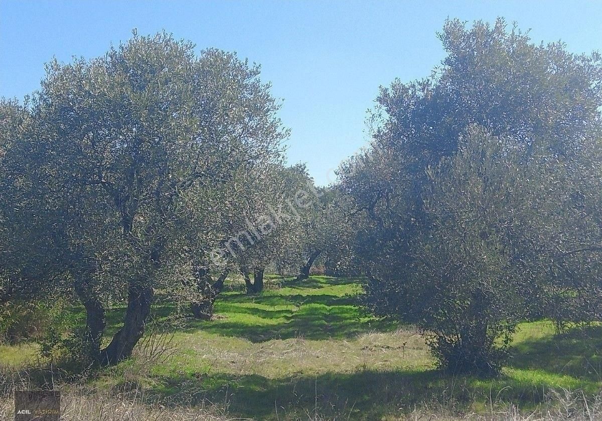 Manisa Saruhanlı Hacı Musa Köyünde Satılık Zeytinlik 2800 M2 İçinde Yetişkin Uslu Ağaçları Vardır - Görsel 11