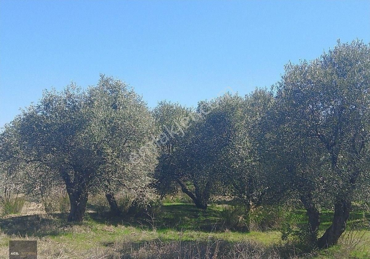 Manisa Saruhanlı Hacı Musa Köyünde Satılık Zeytinlik 2800 M2 İçinde Yetişkin Uslu Ağaçları Vardır - Görsel 14