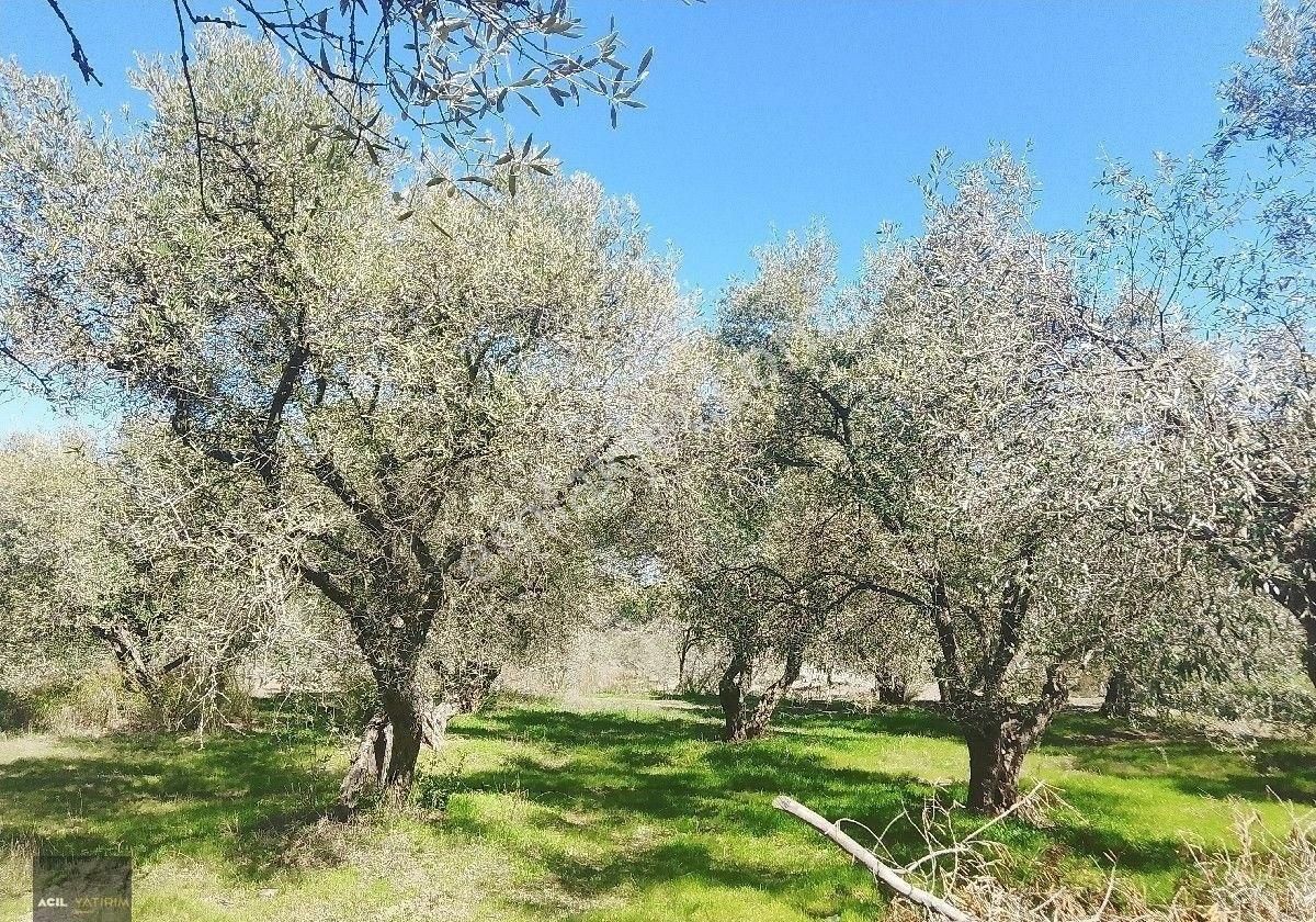 Manisa Saruhanlı Hacı Musa Köyünde Satılık Zeytinlik 2800 M2 İçinde Yetişkin Uslu Ağaçları Vardır - Görsel 6