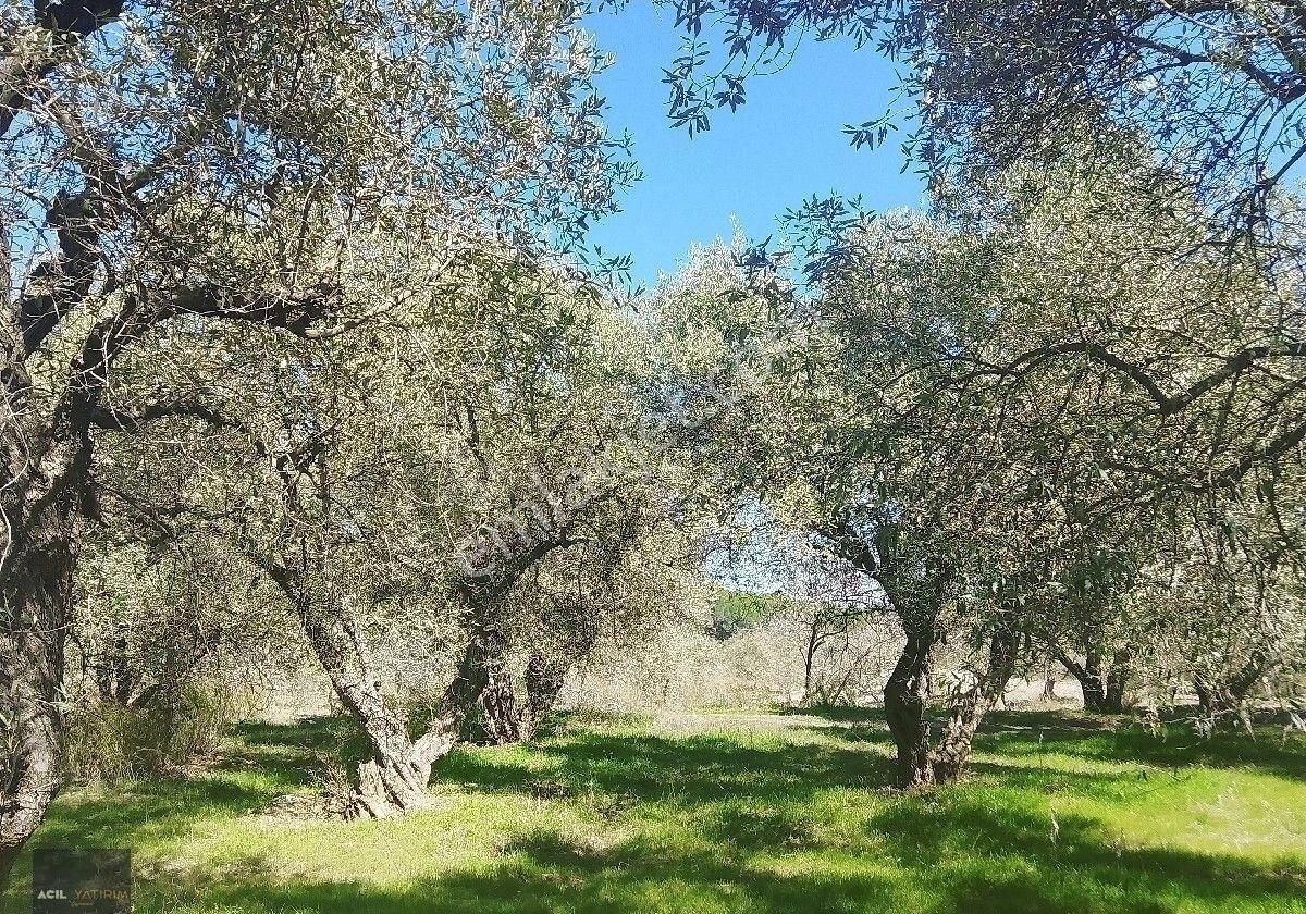 Manisa Saruhanlı Hacı Musa Köyünde Satılık Zeytinlik 2800 M2 İçinde Yetişkin Uslu Ağaçları Vardır - Görsel 19