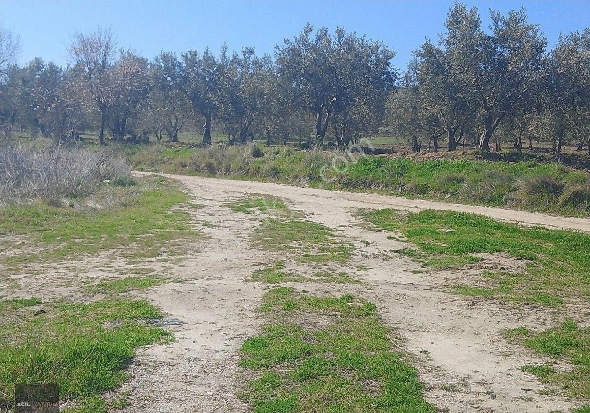 Manisa Saruhanlı Hacı Musa Köyünde Satılık Zeytinlik 2800 M2 İçinde Yetişkin Uslu Ağaçları Vardır - Görsel 10