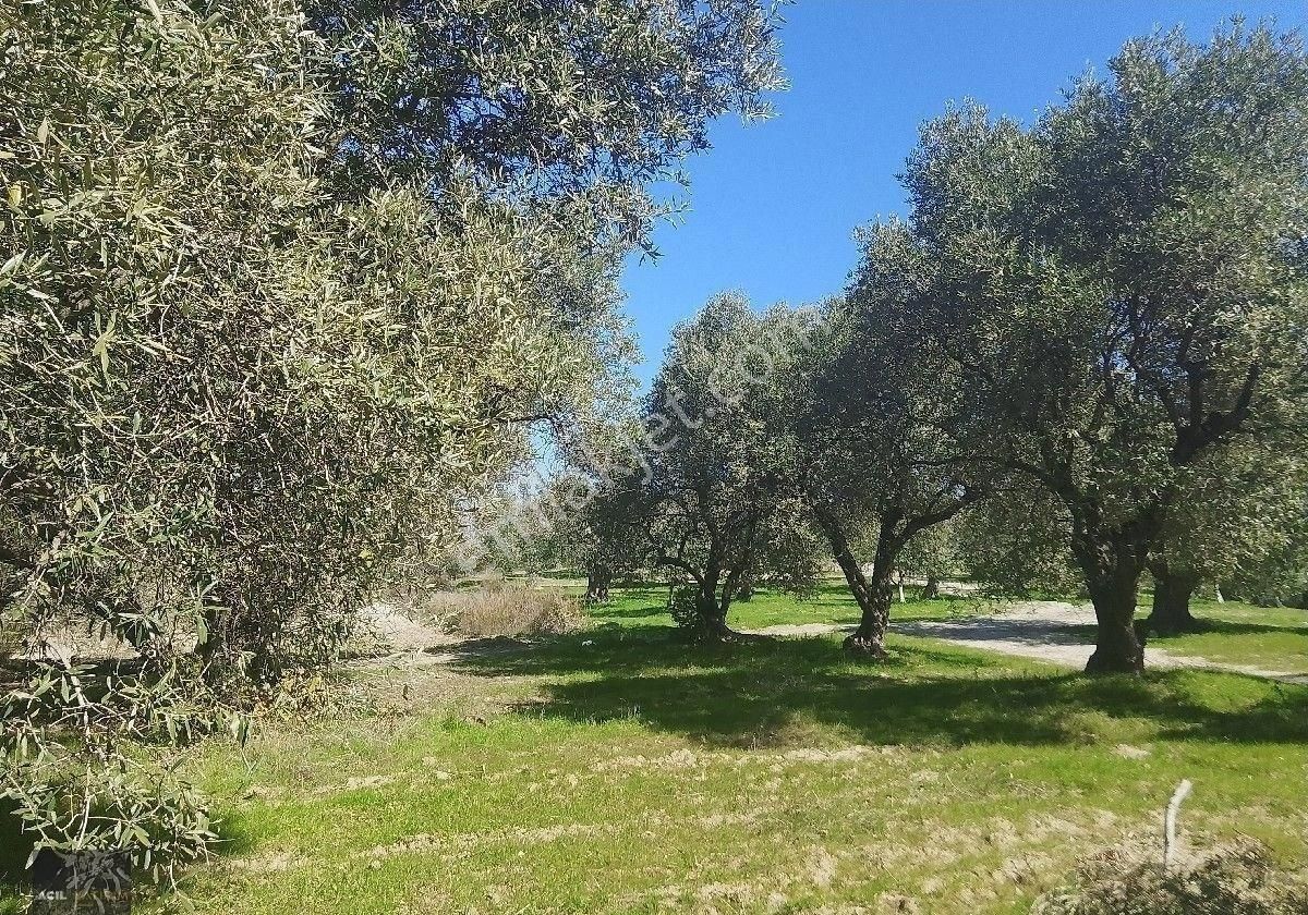 Manisa Saruhanlı Hacı Musa Köyünde Satılık Zeytinlik 2800 M2 İçinde Yetişkin Uslu Ağaçları Vardır - Görsel 22