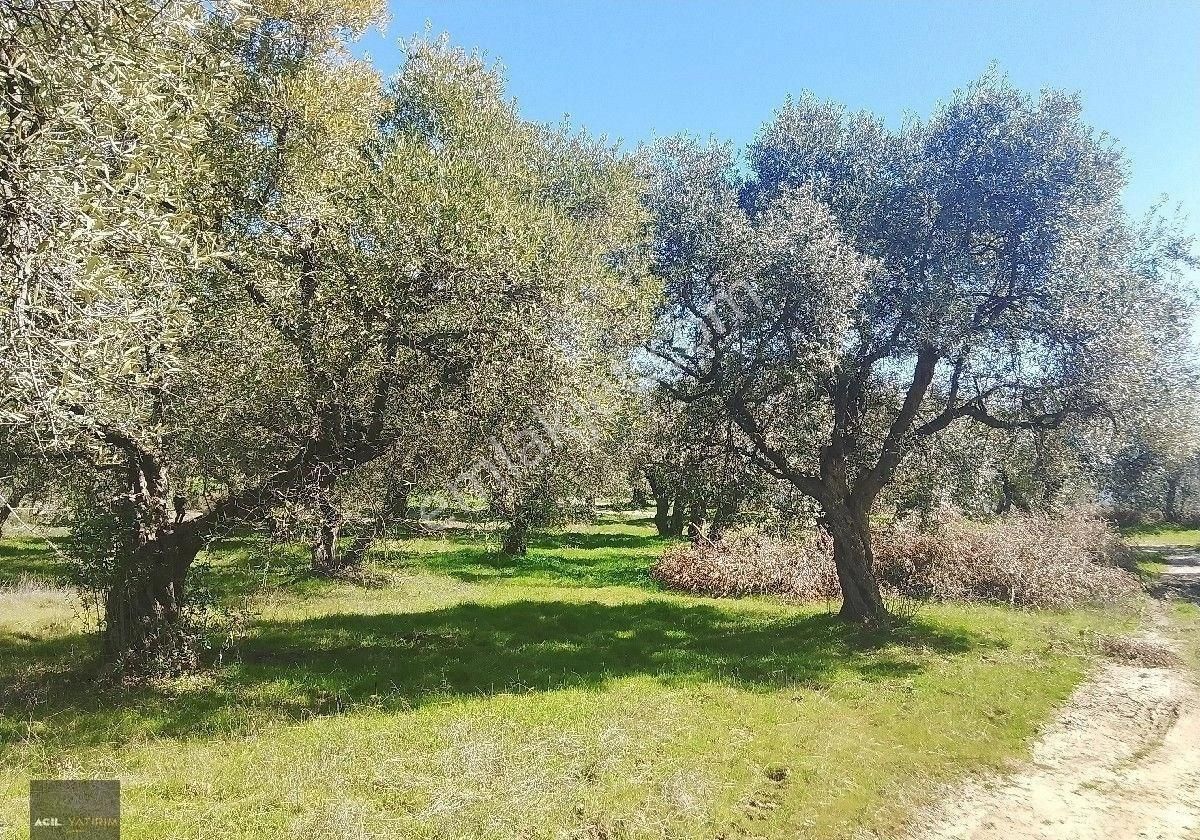 Manisa Saruhanlı Hacı Musa Köyünde Satılık Zeytinlik 2800 M2 İçinde Yetişkin Uslu Ağaçları Vardır - Görsel 12