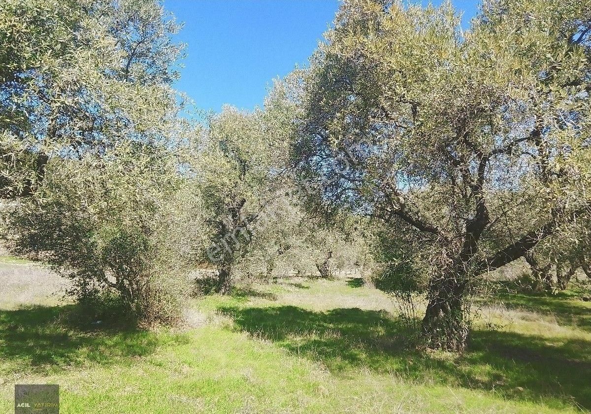 Manisa Saruhanlı Hacı Musa Köyünde Satılık Zeytinlik 2800 M2 İçinde Yetişkin Uslu Ağaçları Vardır - Görsel 17