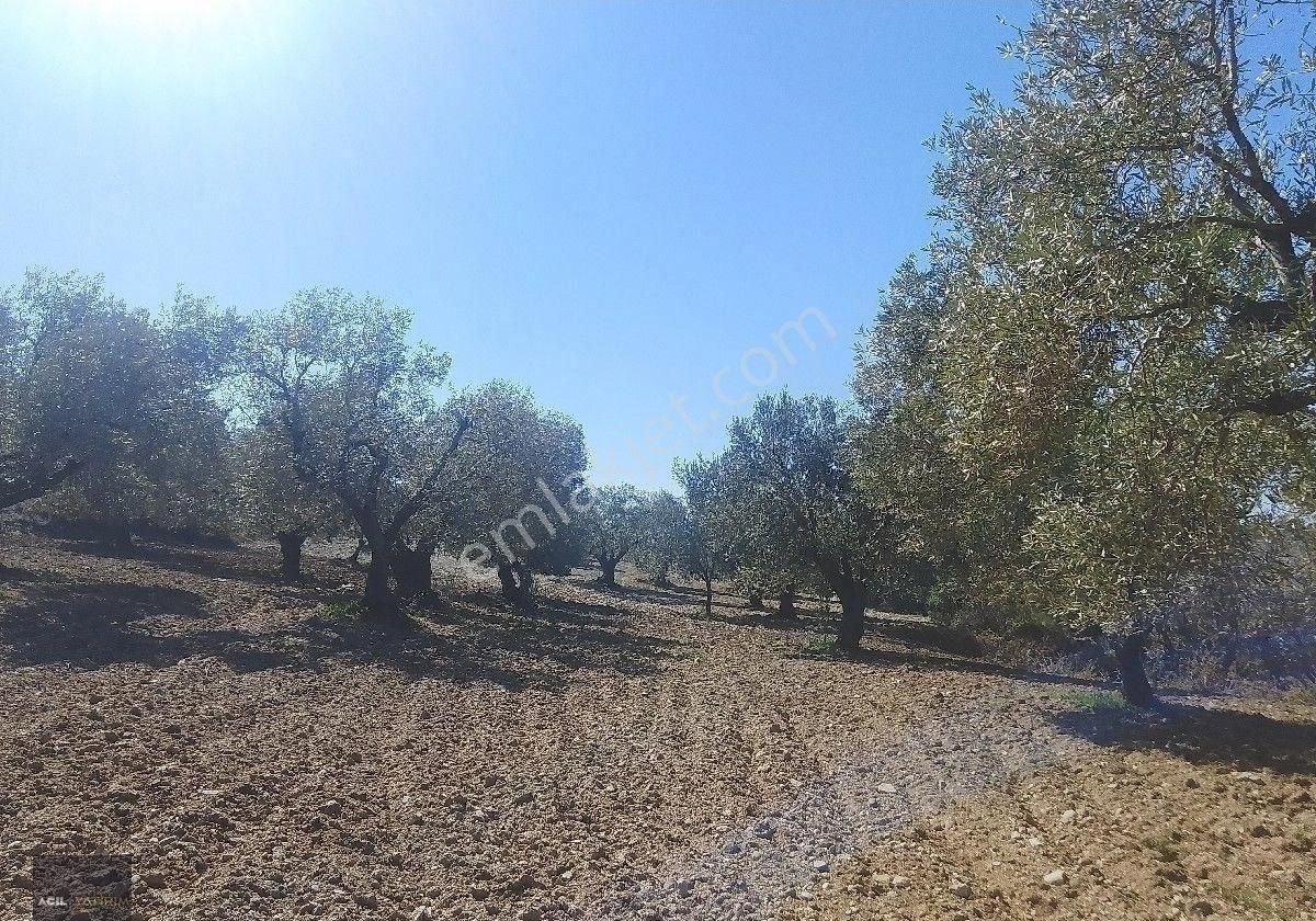 Manisa Saruhanlı Gözlet Köyünde Satılık Zeytinlik 3700 M2 Bakımlı Köye Yürüyüş Mesafesinde - Görsel 26