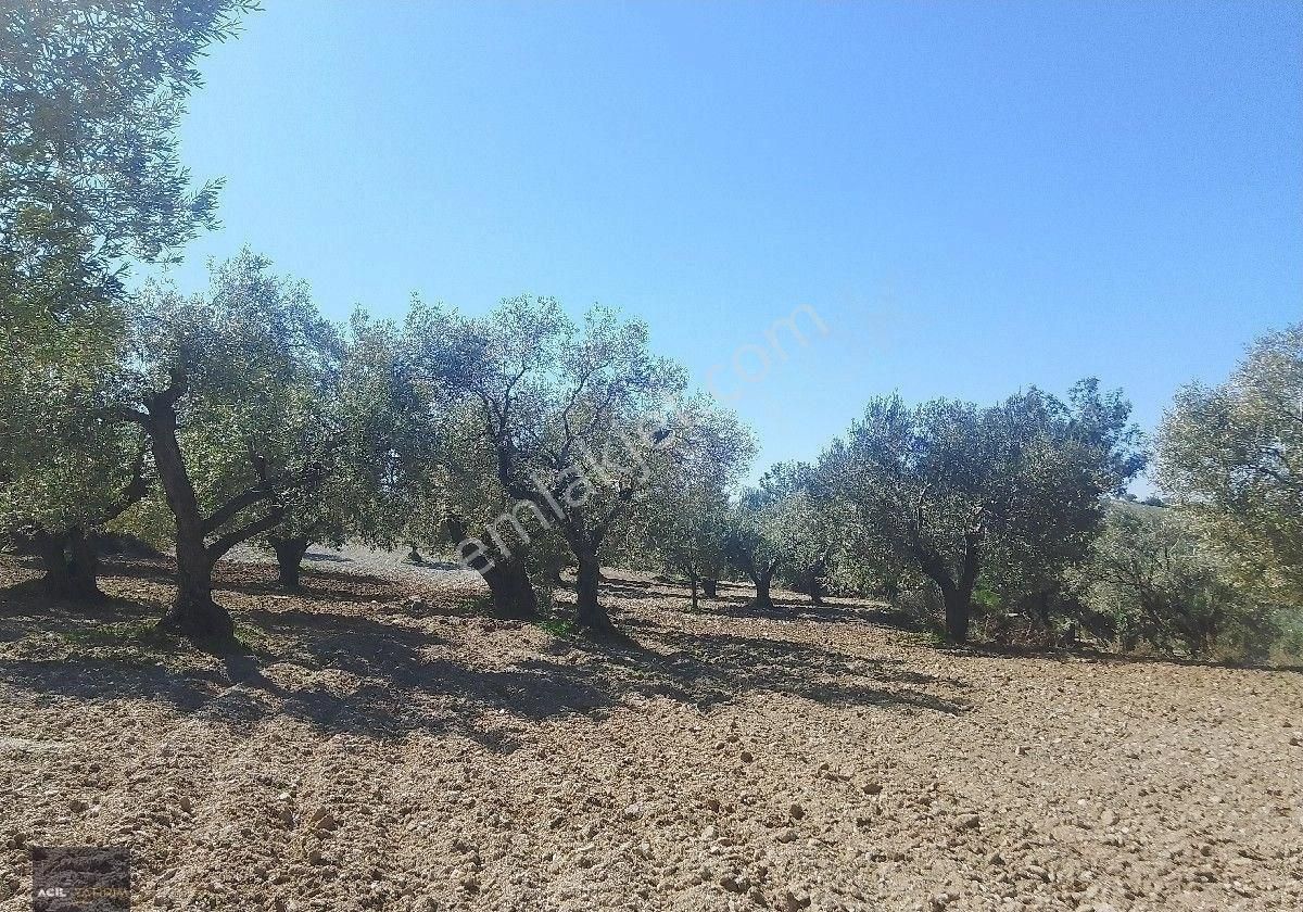 Manisa Saruhanlı Gözlet Köyünde Satılık Zeytinlik 3700 M2 Bakımlı Köye Yürüyüş Mesafesinde - Görsel 13
