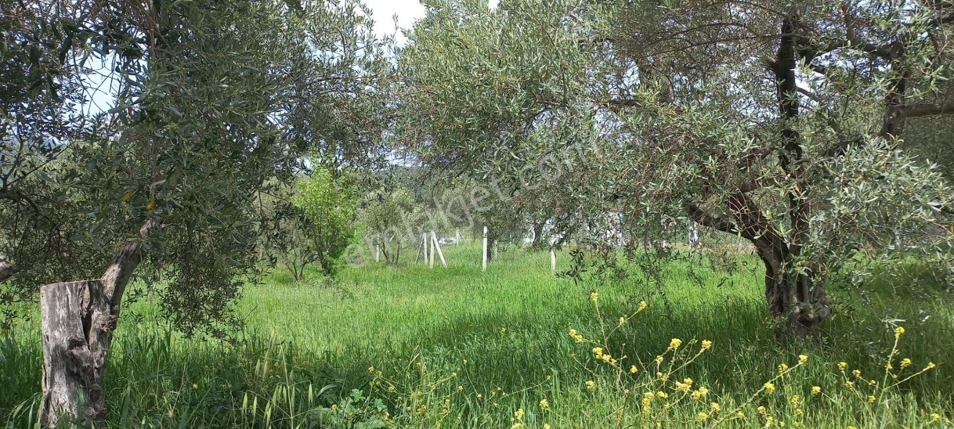 Kemalpaşa Dereköy Satılık Bağ & Bahçe Vadi Emlak'tan İzmir Kemalpaşa Da Satılık Bahçe