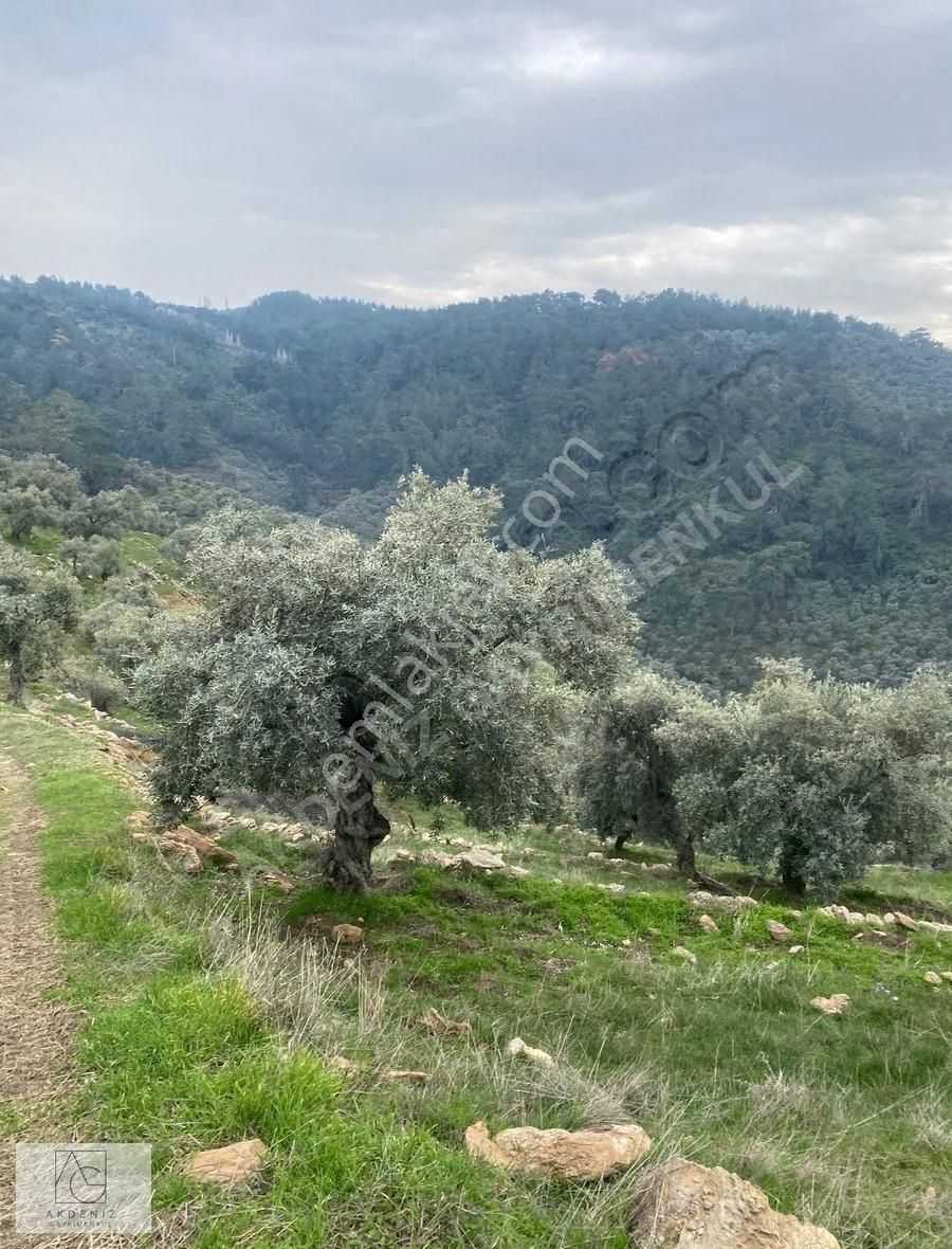 Milas Göldere Satılık Zeytinlik Milas Gölderede Satılık Bakımlı Zeytinlik