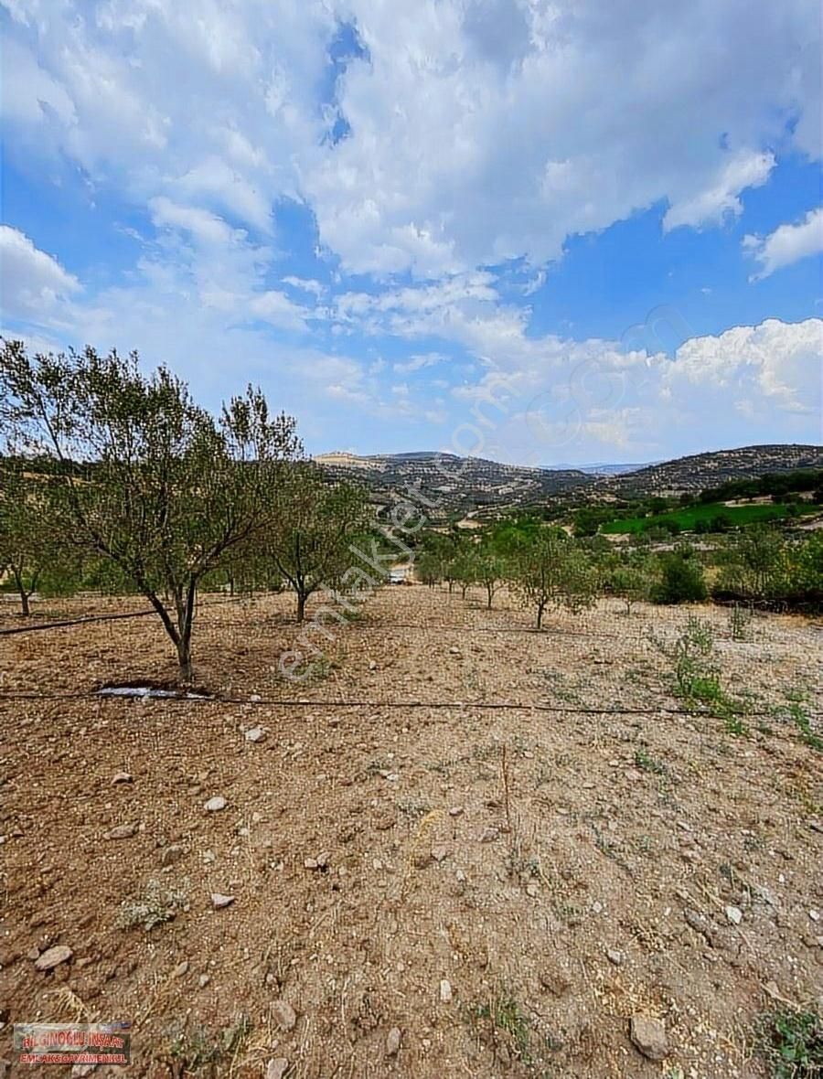 Yunusemre Maldan Satılık Tarla Bilginoğlu Emlak'tan Maldan Mahallesinde 6000 M2 Zeytinlik