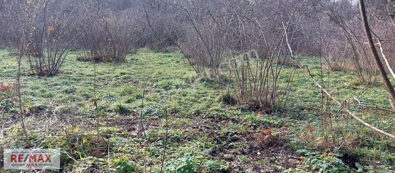 Şile Kalem Satılık Bağ & Bahçe Şile Ağva Kale Köyü Ana Yola 2 Ci Parsel Tarla