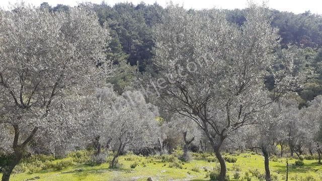 131- Asfalt Cepheli Bakımlı Zeytinlik - Görsel 8