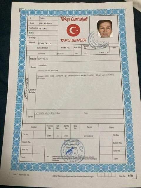 131- Asfalt Cepheli Bakımlı Zeytinlik - Görsel 13