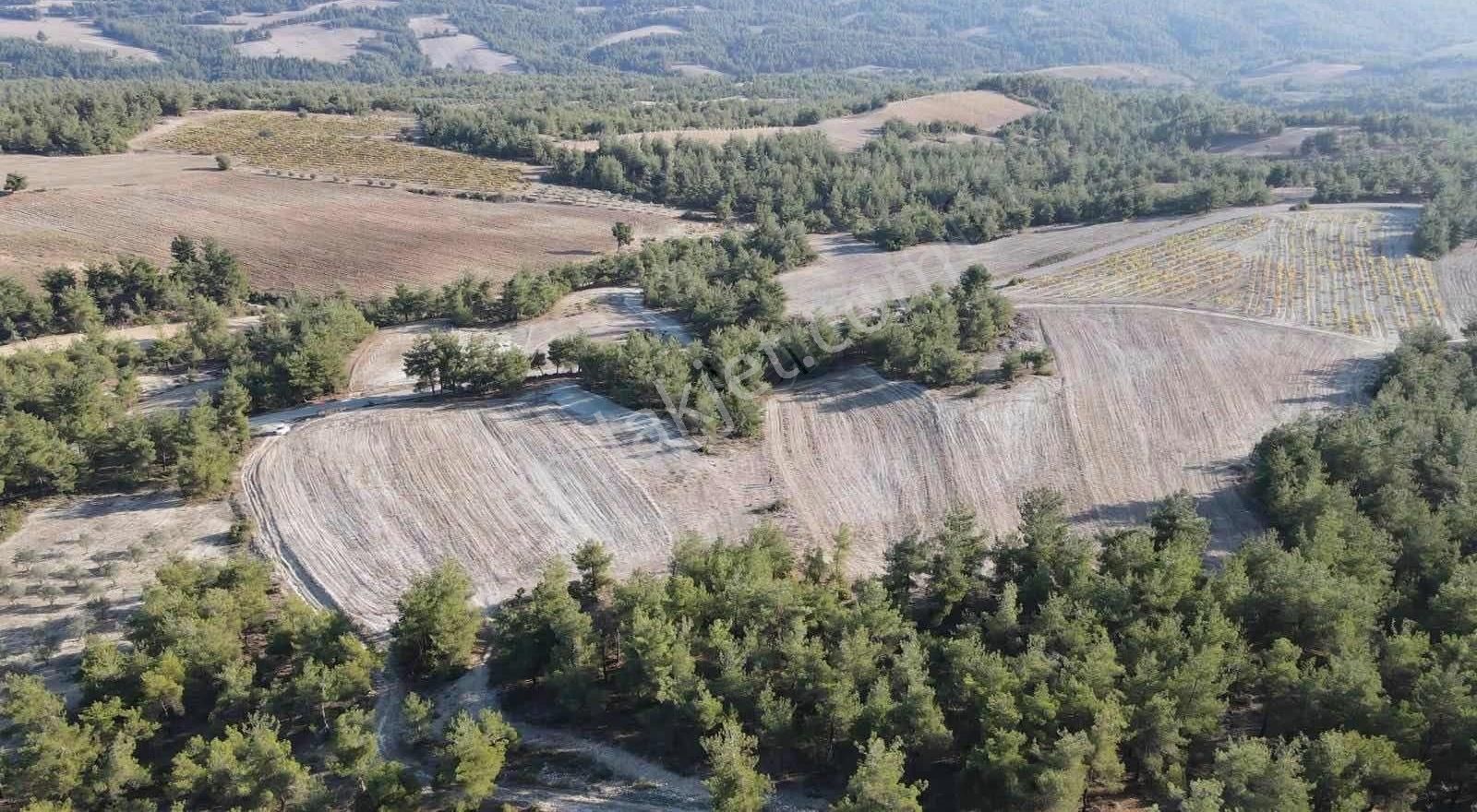 Geyve Sekiharman Satılık Tarla Sng Gayrimenkul Den Sekiharman Mah 20 Dönüm Arazi