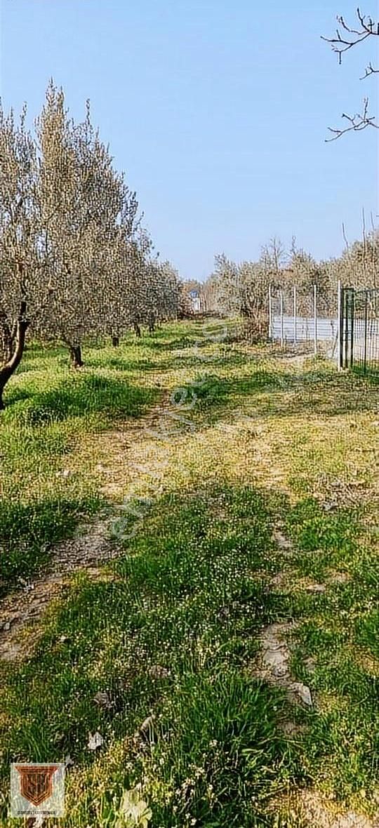 Kestel Kayacık Satılık Tarla Sb Gayrimenkul`den Kestel Kayacık`da Tek Tapulu Fırsat Arazi