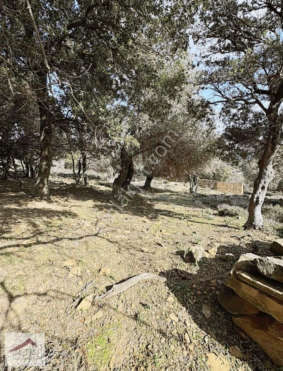 Notıas Real Estate Gayrimenkul'den Zeytinliköy'de Dam - Görsel 23