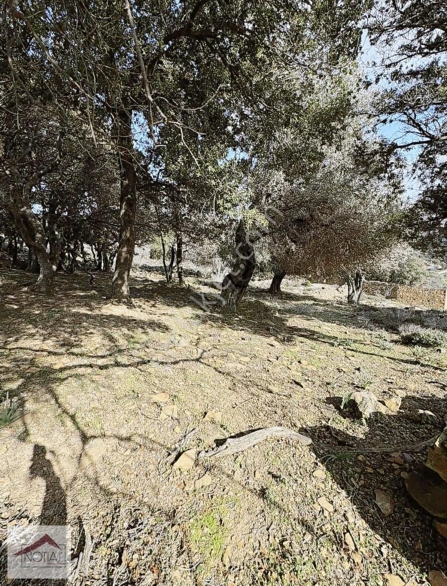 Notıas Real Estate Gayrimenkul'den Zeytinliköy'de Dam - Görsel 17